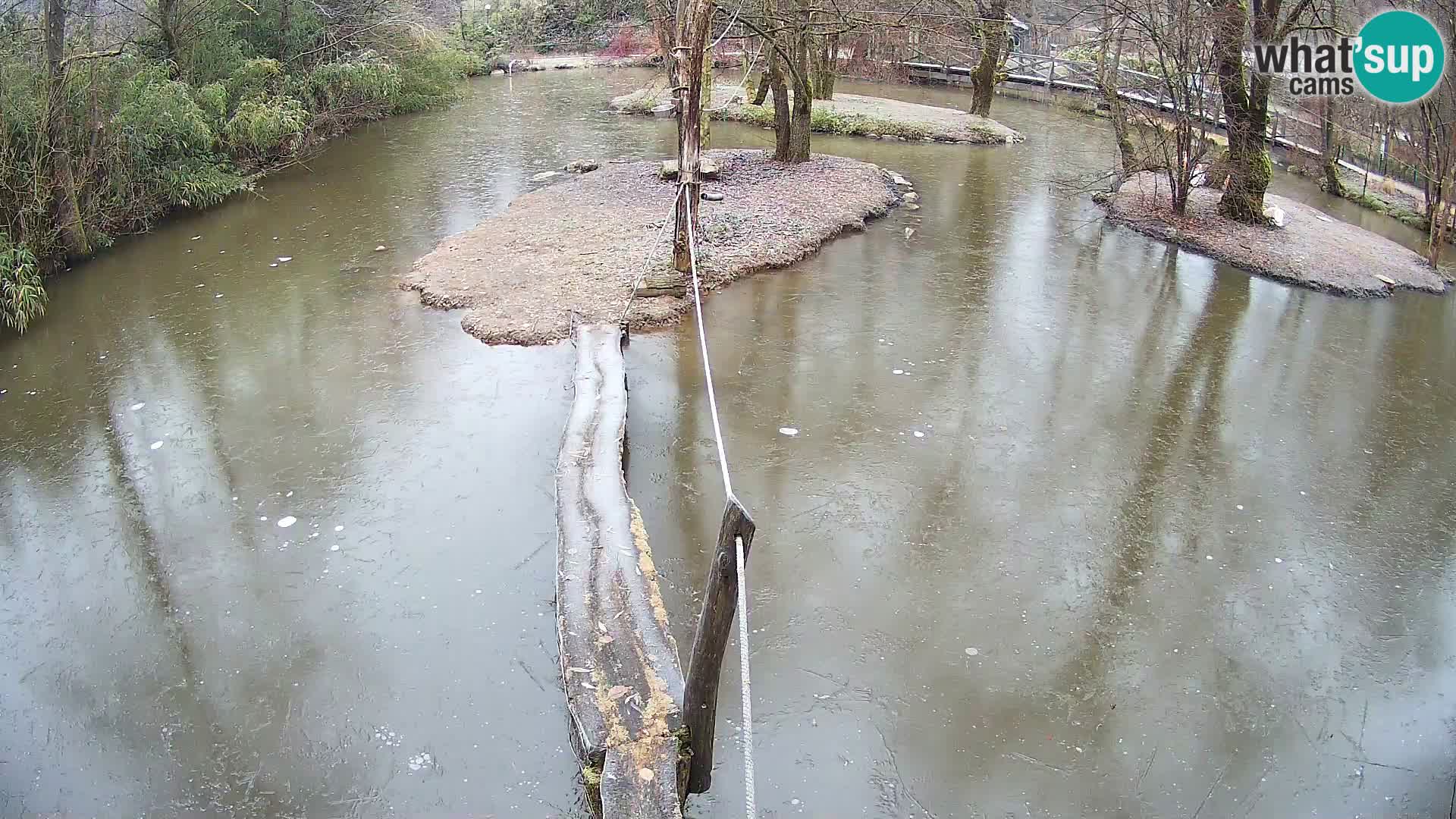 Schwarzweiße Vari Zoo Ljubljana webcam