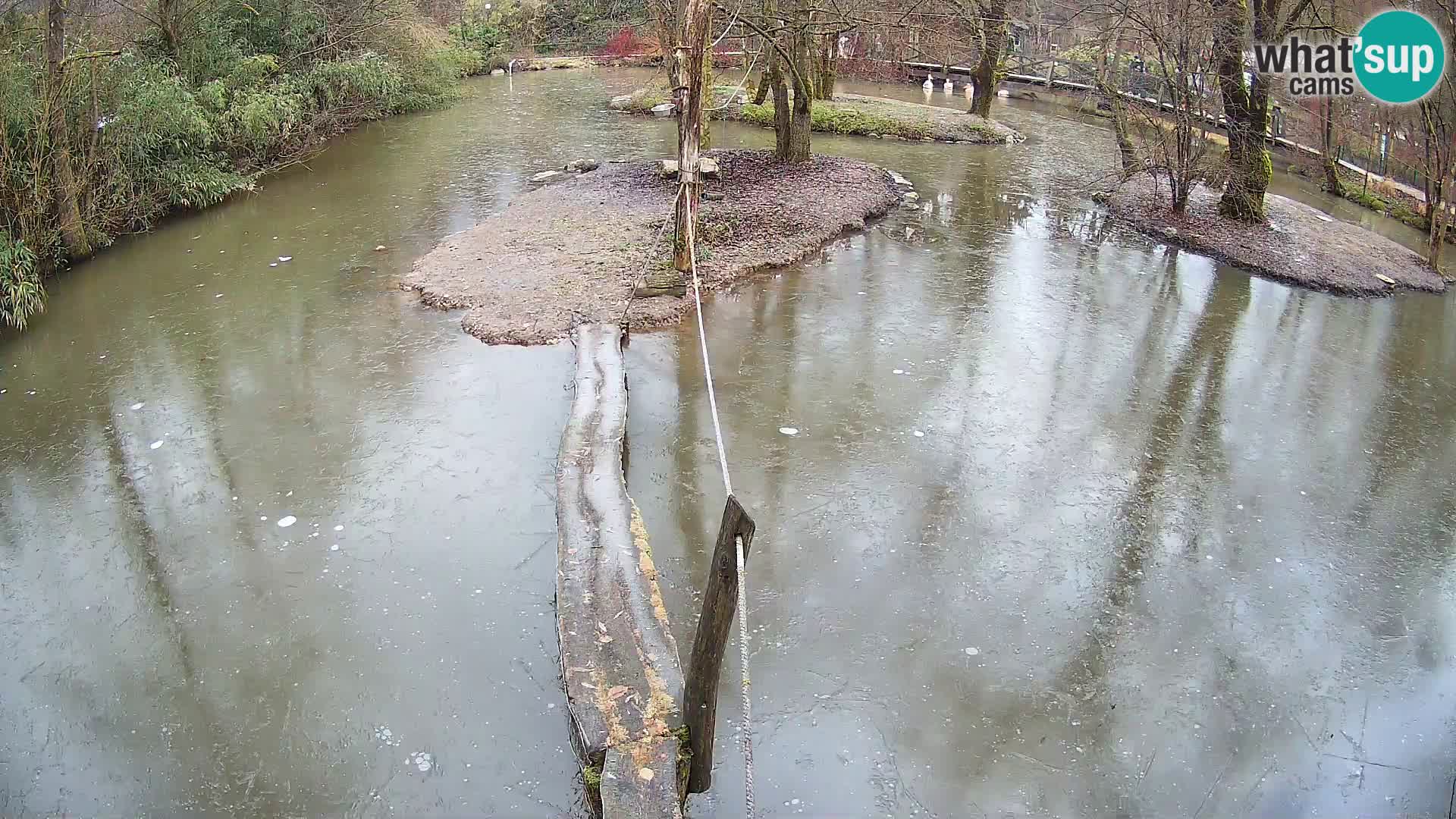 Vari noir et blanc – Ljubljana ZOO  livecam