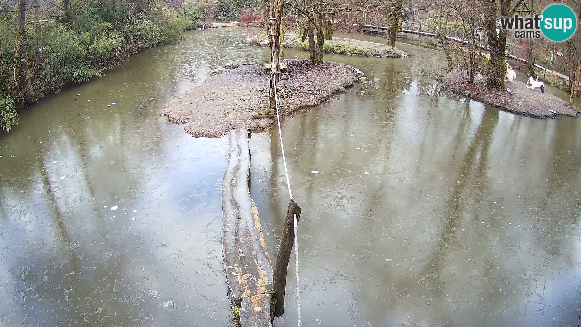 Schwarzweiße Vari Zoo Ljubljana webcam