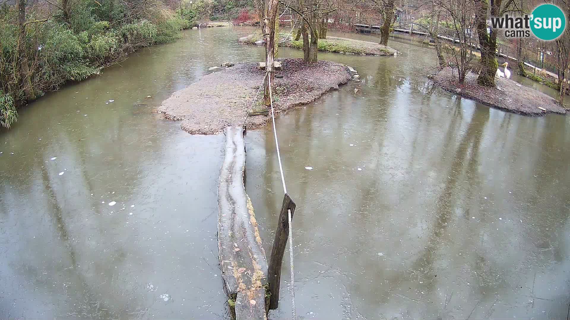 Vari noir et blanc – Ljubljana ZOO  livecam