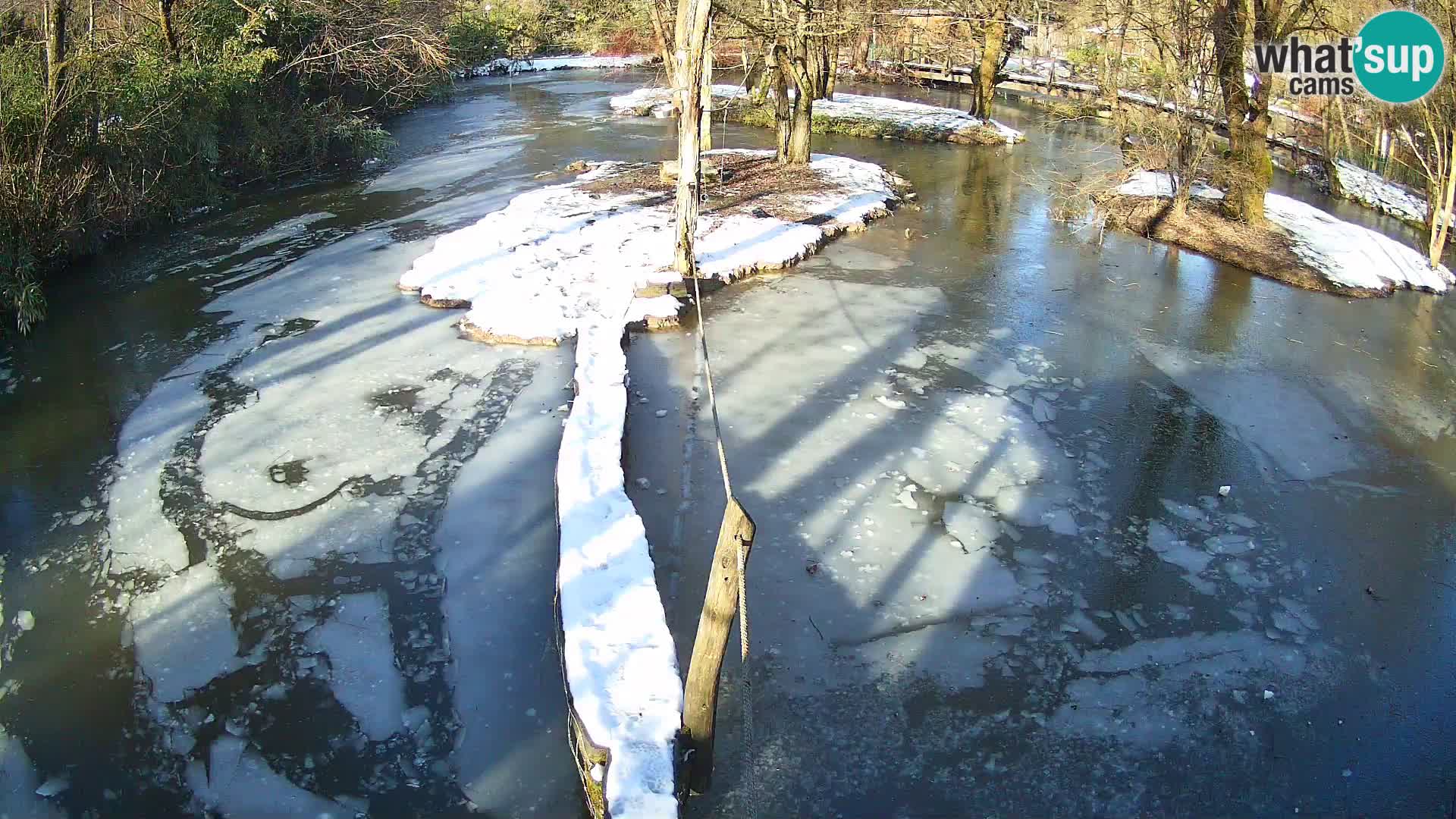 Vari bianconero Zoo Ljubljana webcam