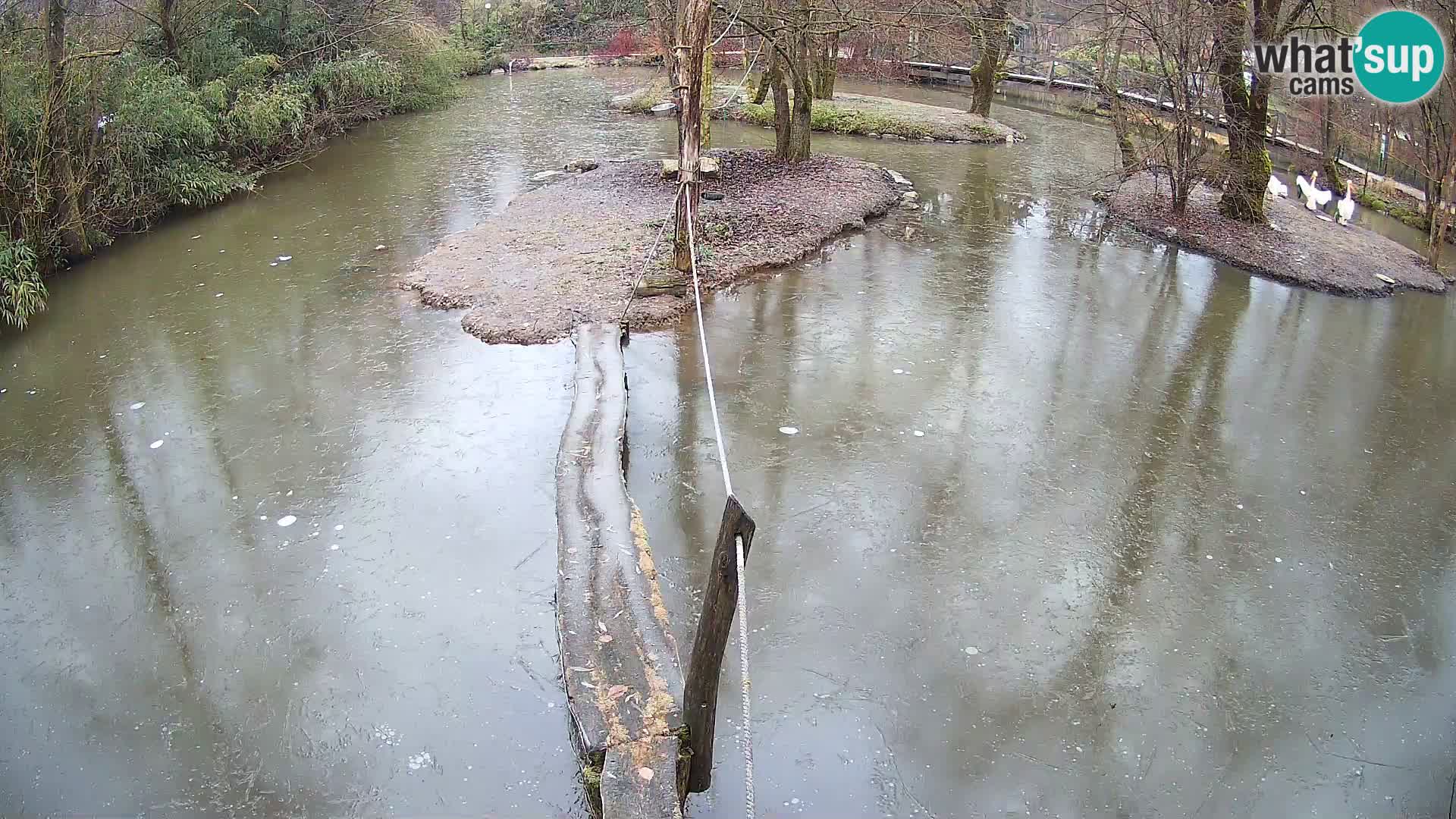 Vari bianconero Zoo Ljubljana webcam