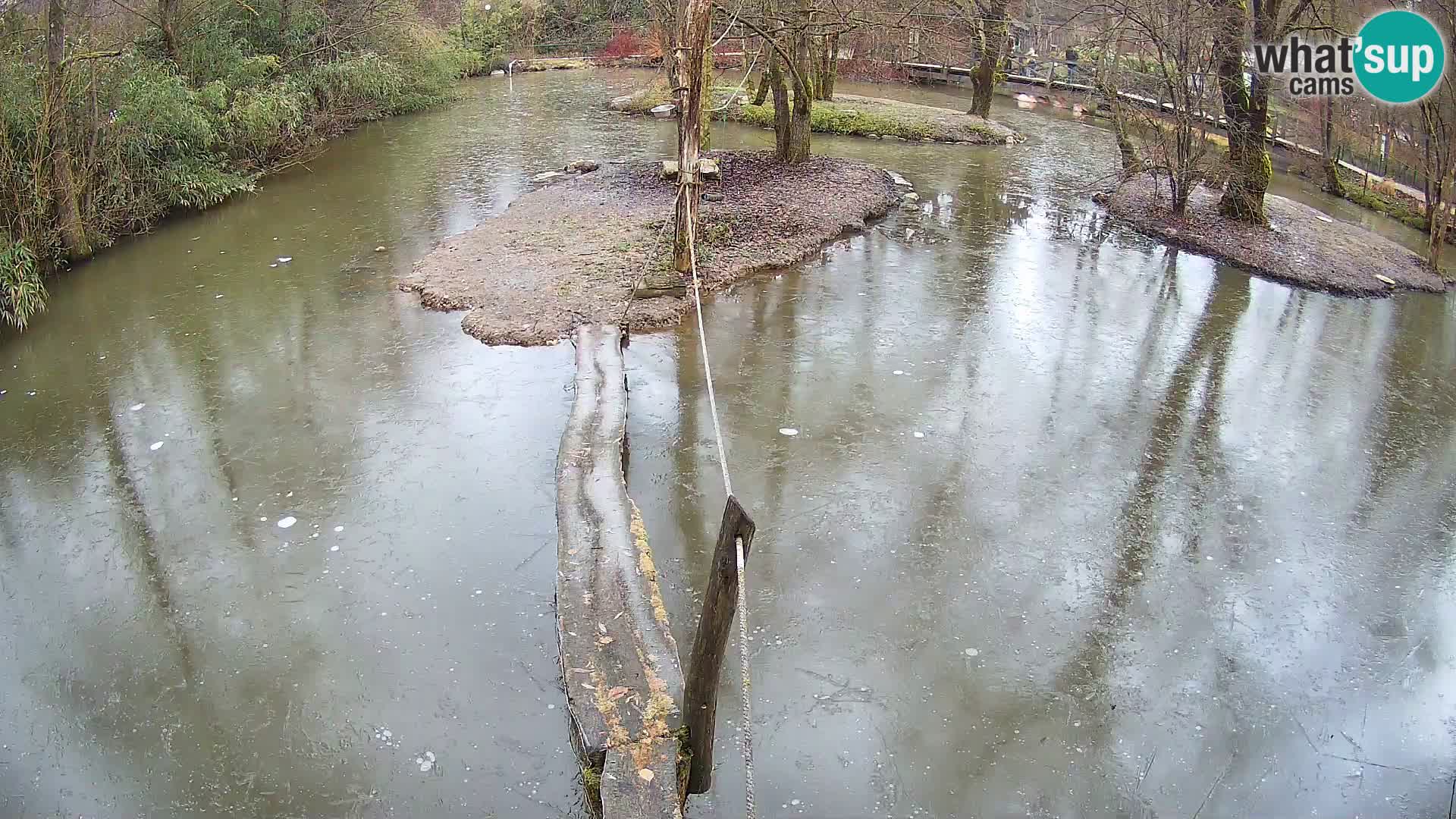 Schwarzweiße Vari Zoo Ljubljana webcam