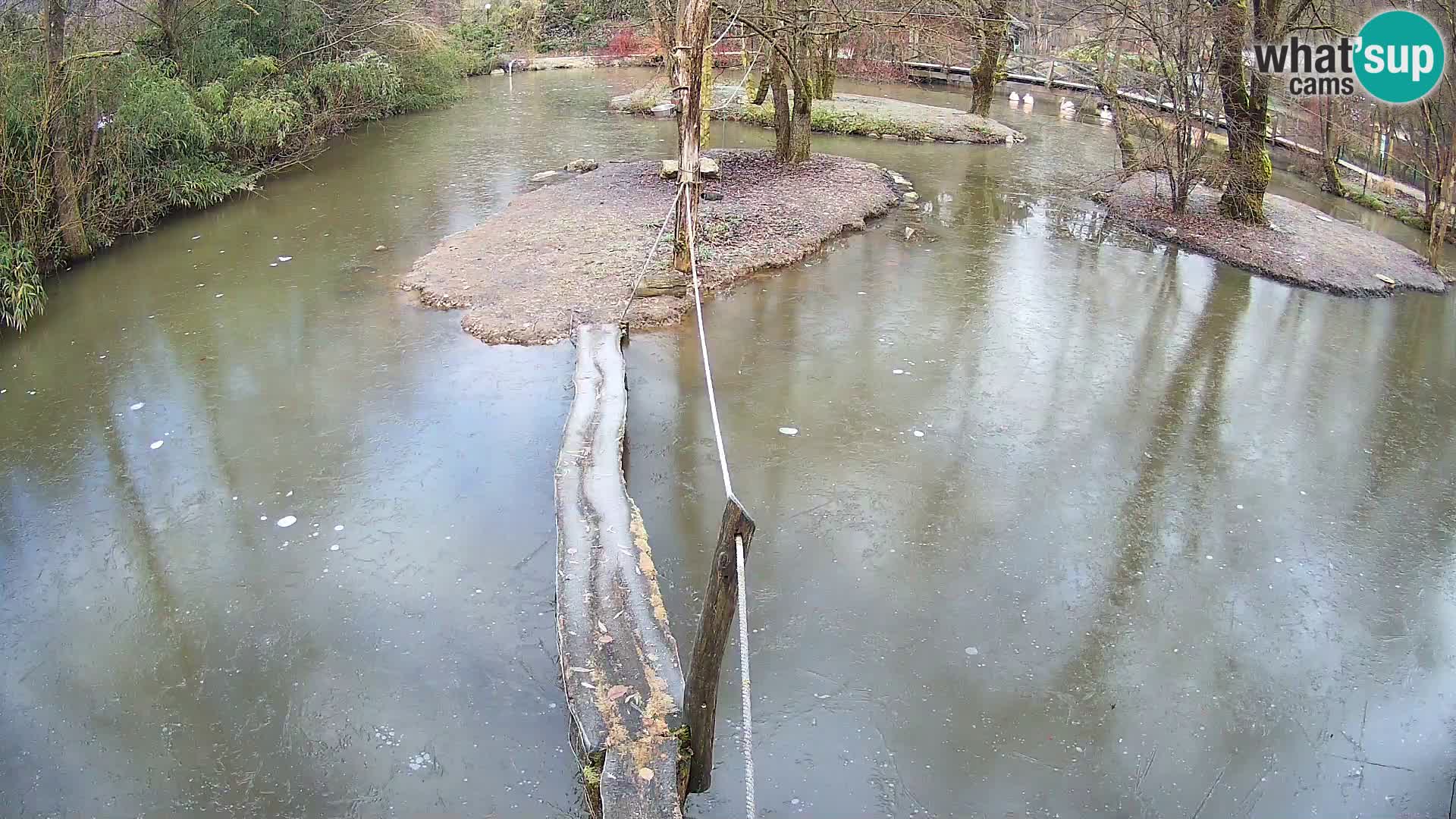 Vari noir et blanc – Ljubljana ZOO  livecam