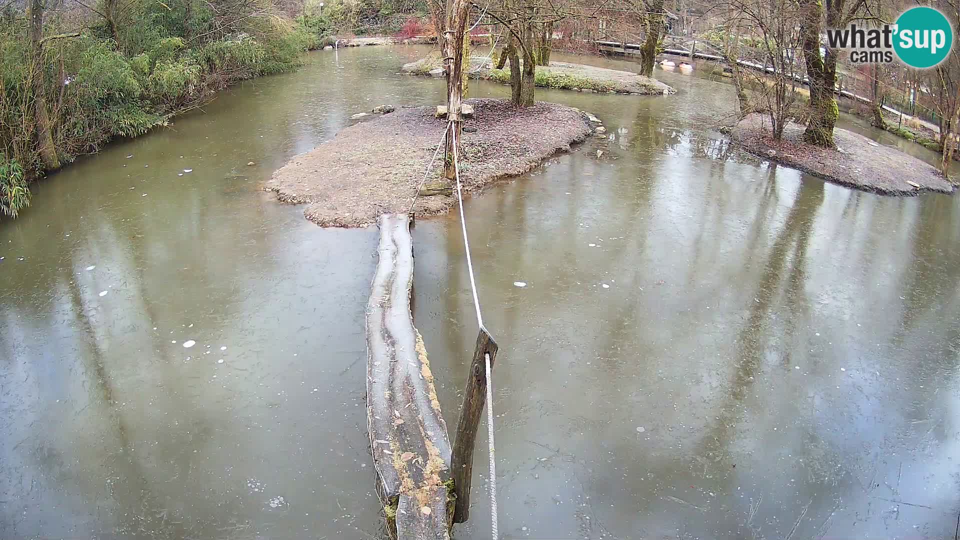 Navadni vari u živo – Ljubljana zoo