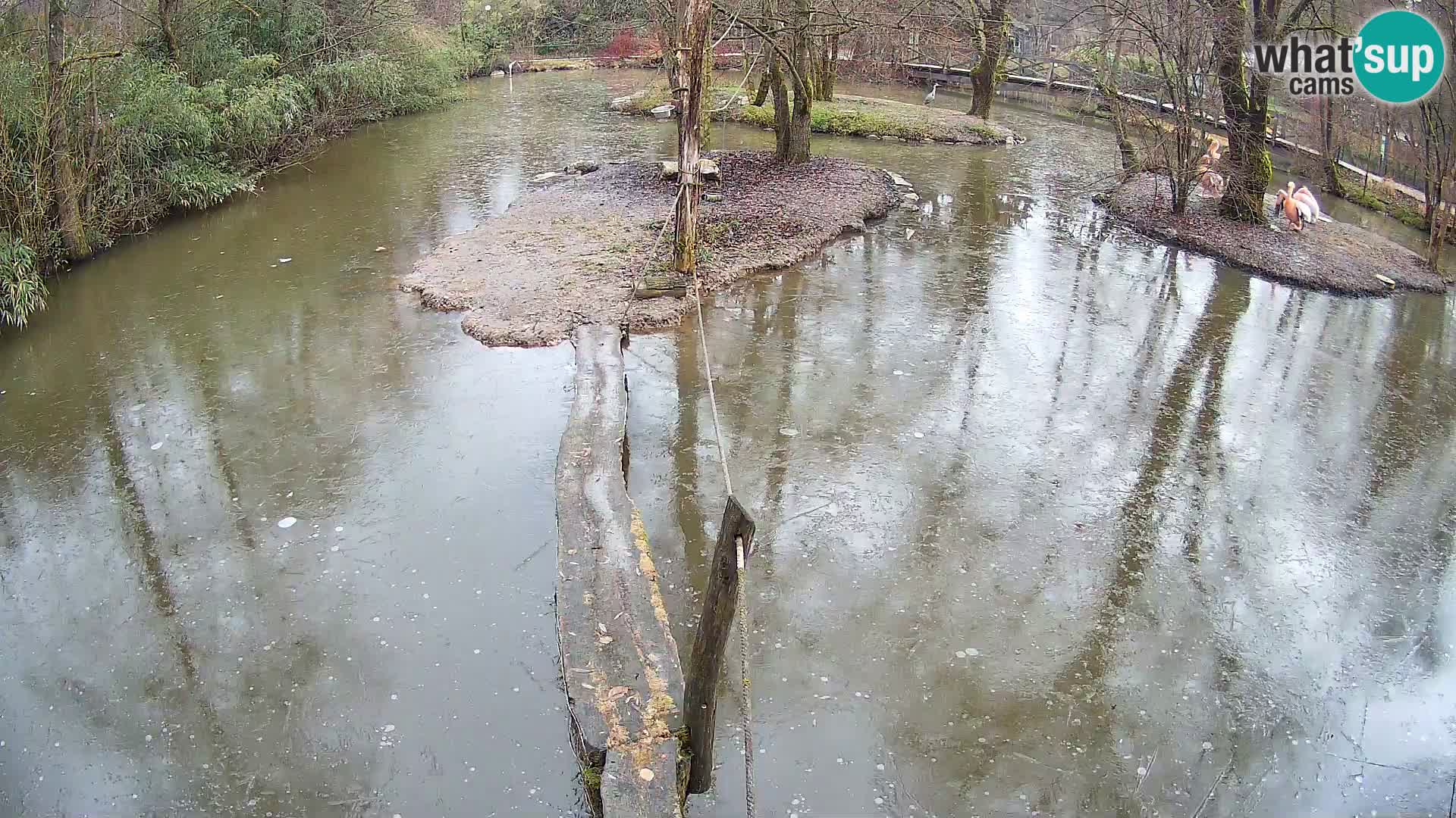 Vari bianconero Zoo Ljubljana webcam