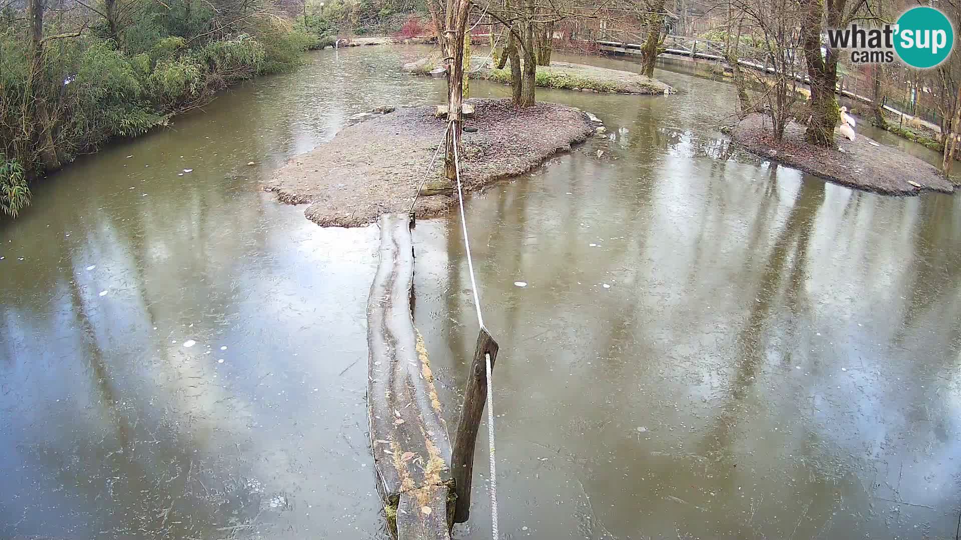 Vari noir et blanc – Ljubljana ZOO  livecam