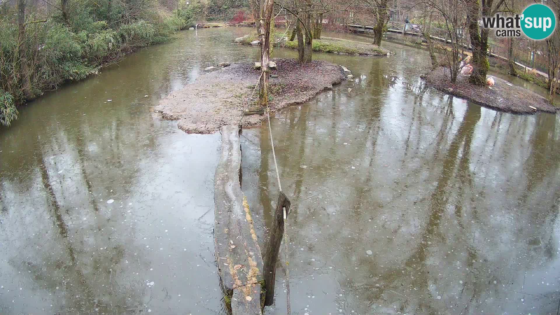 Lémur rufo blanco y negro – Ljubljana Zoo en vivo