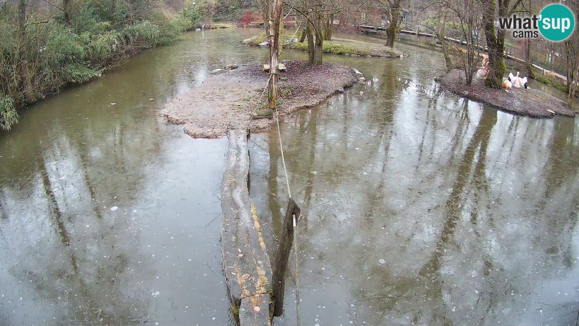 Schwarzweiße Vari Zoo Ljubljana webcam