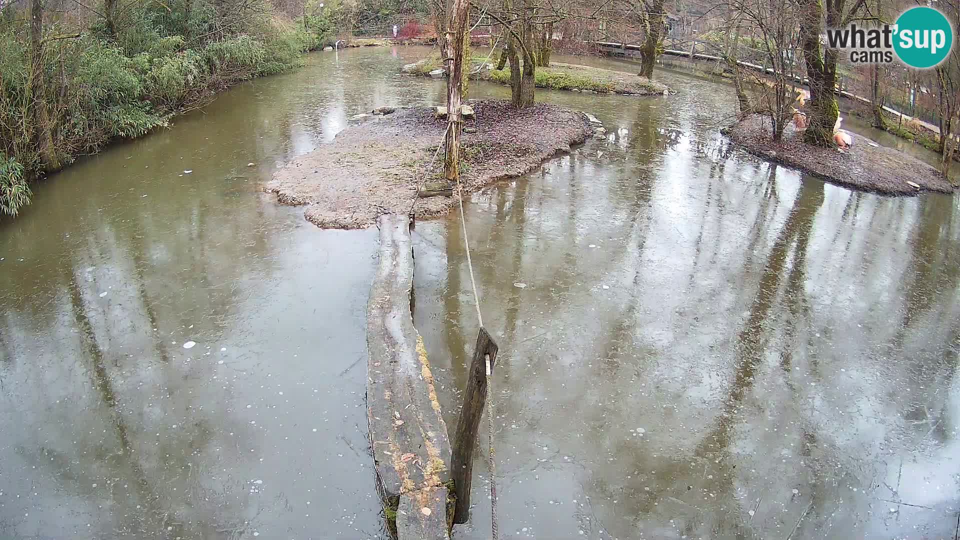 Schwarzweiße Vari Zoo Ljubljana webcam