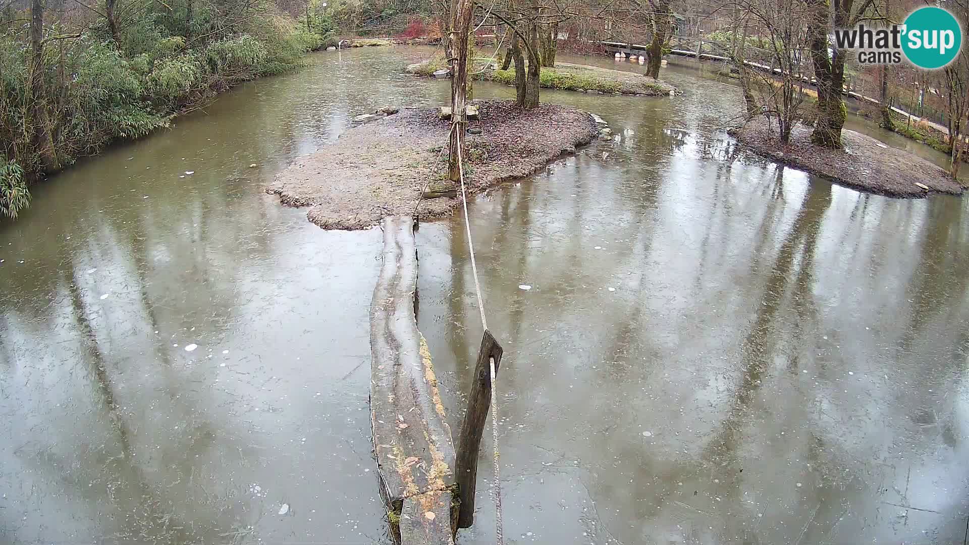 Lémur rufo blanco y negro – Ljubljana Zoo en vivo