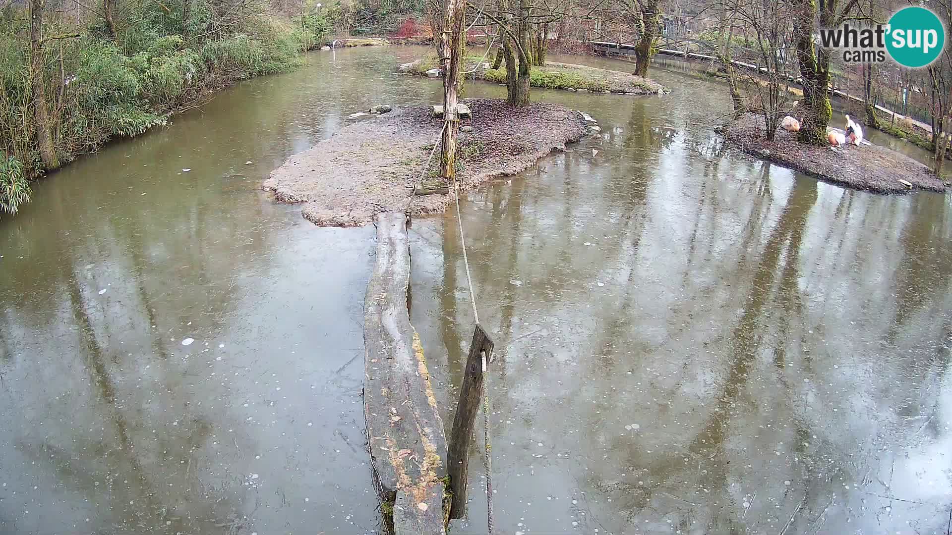 Schwarzweiße Vari Zoo Ljubljana webcam