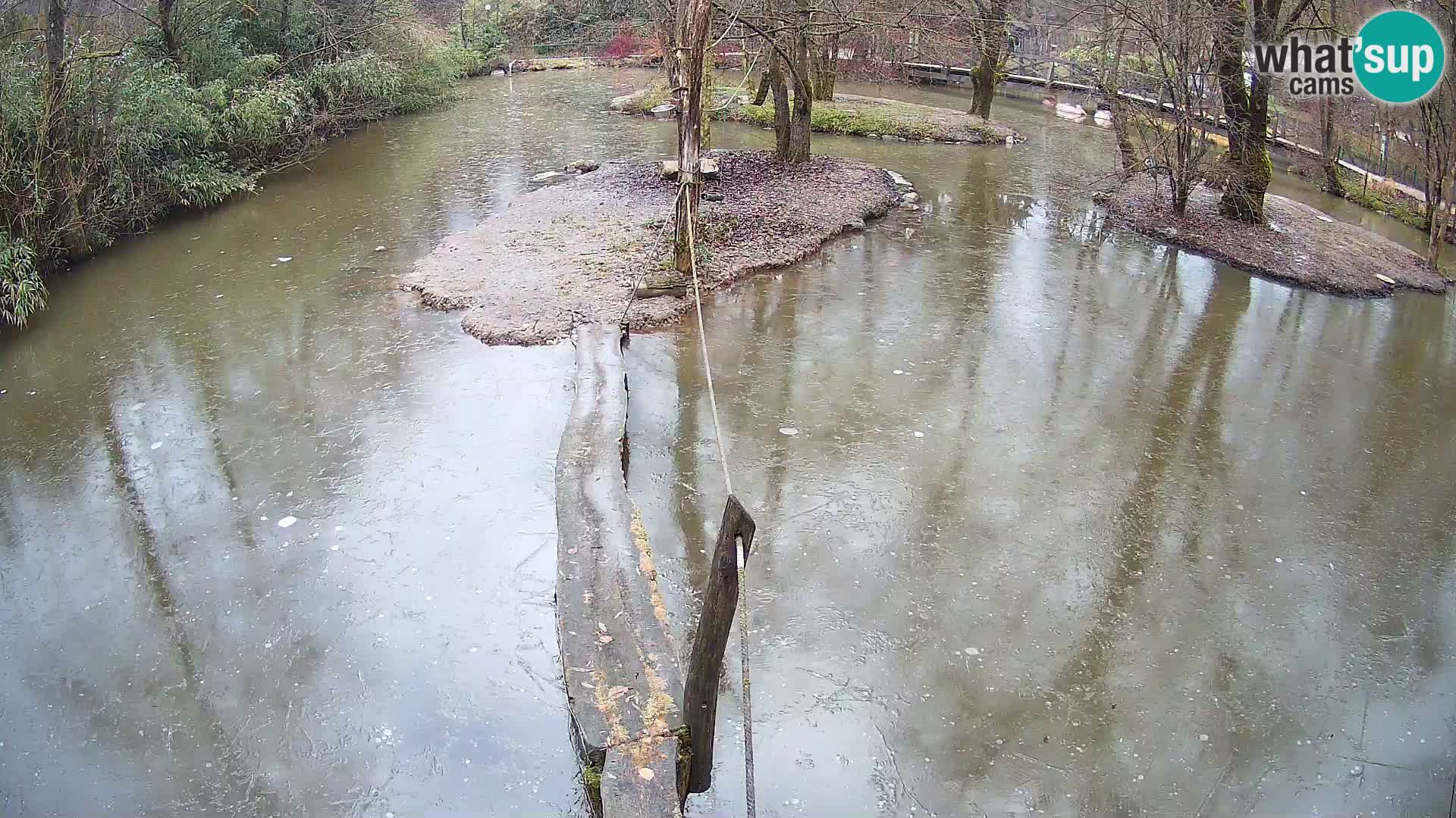 Lémur rufo blanco y negro – Ljubljana Zoo en vivo