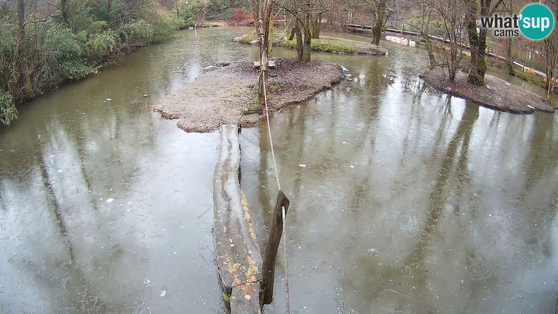 Schwarzweiße Vari Zoo Ljubljana webcam