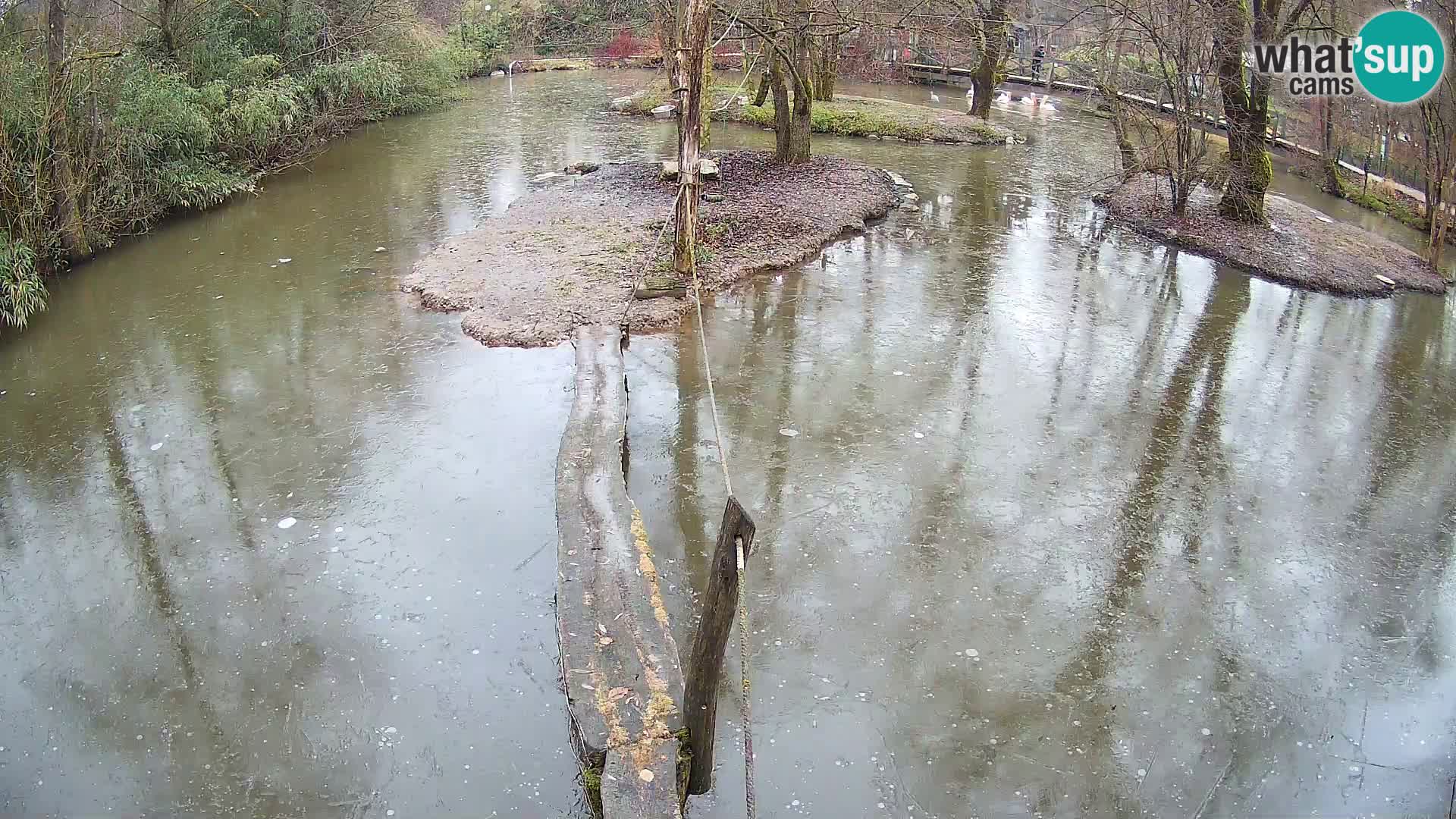 Schwarzweiße Vari Zoo Ljubljana webcam