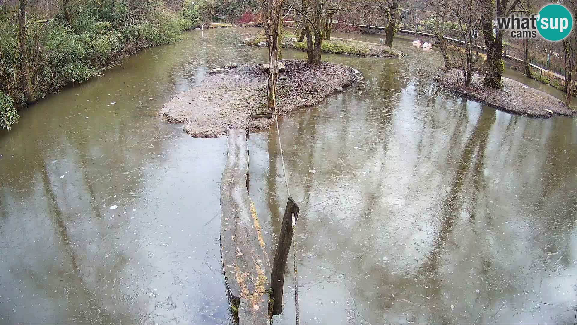 Vari noir et blanc – Ljubljana ZOO  livecam