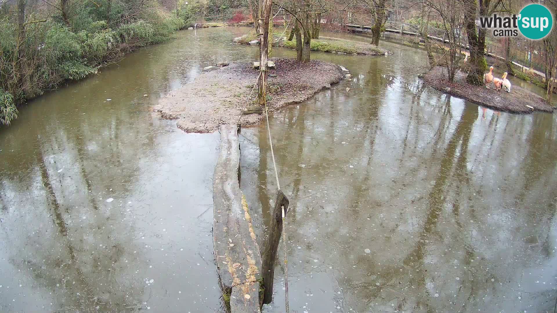 Schwarzweiße Vari Zoo Ljubljana webcam