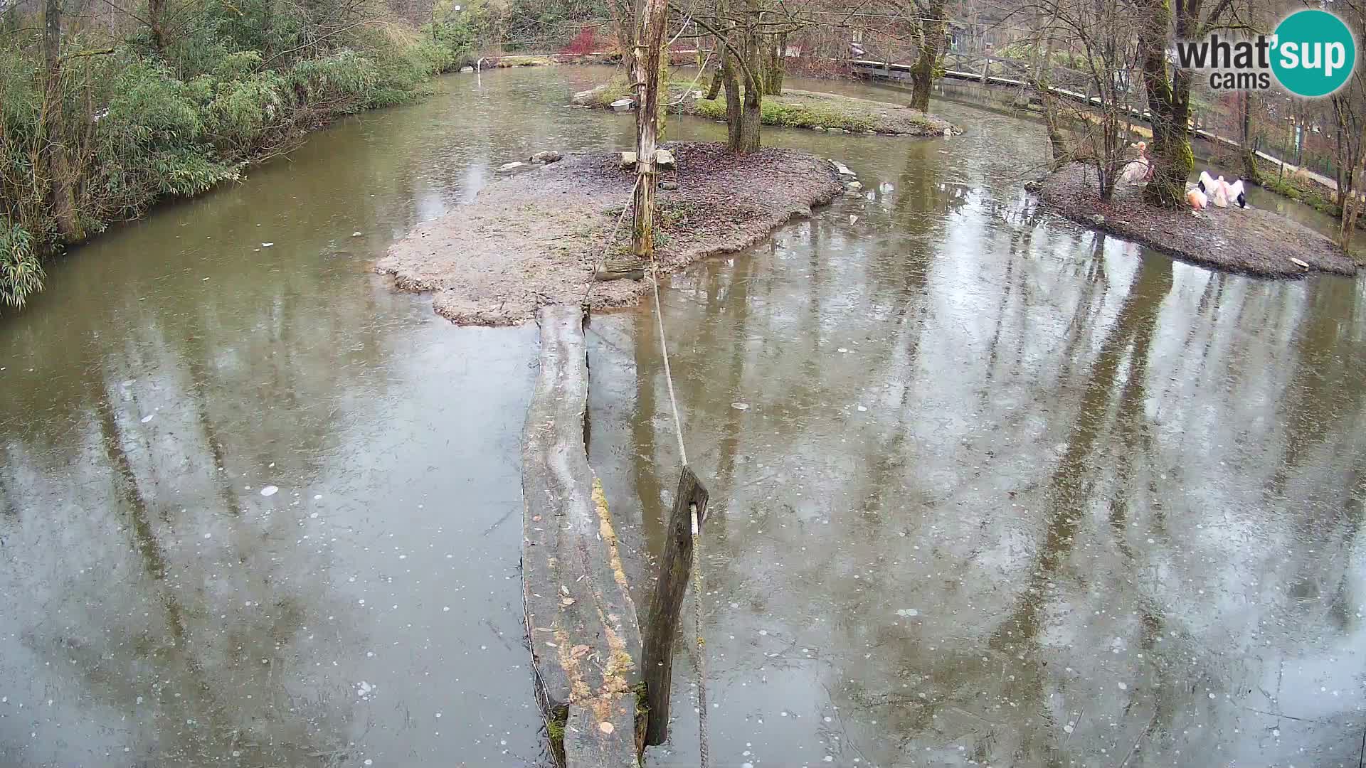 Lémur rufo blanco y negro – Ljubljana Zoo en vivo