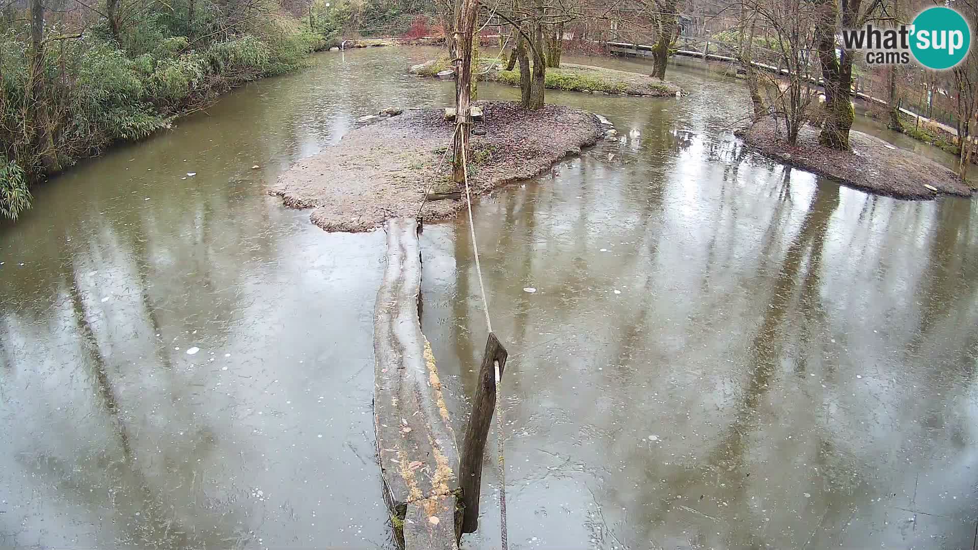 Vari noir et blanc – Ljubljana ZOO  livecam