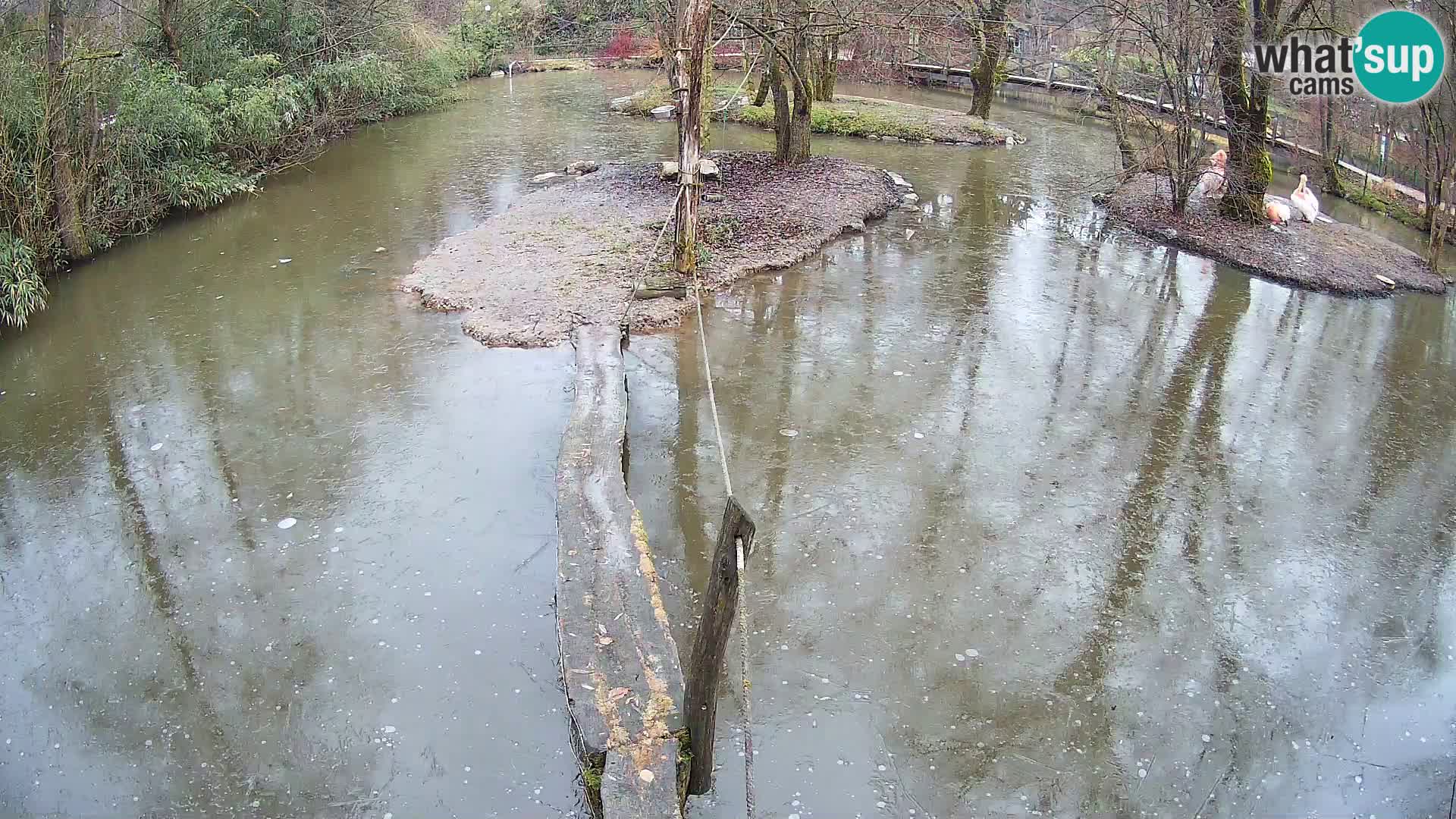 Lémur rufo blanco y negro – Ljubljana Zoo en vivo