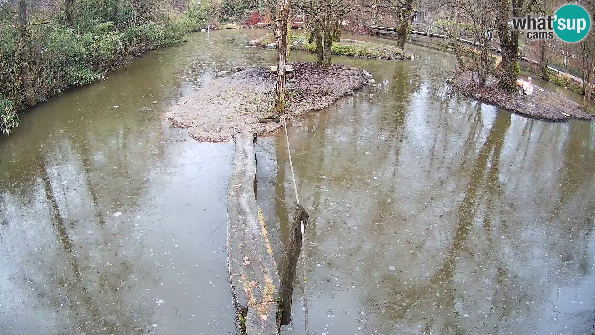 Schwarzweiße Vari Zoo Ljubljana webcam