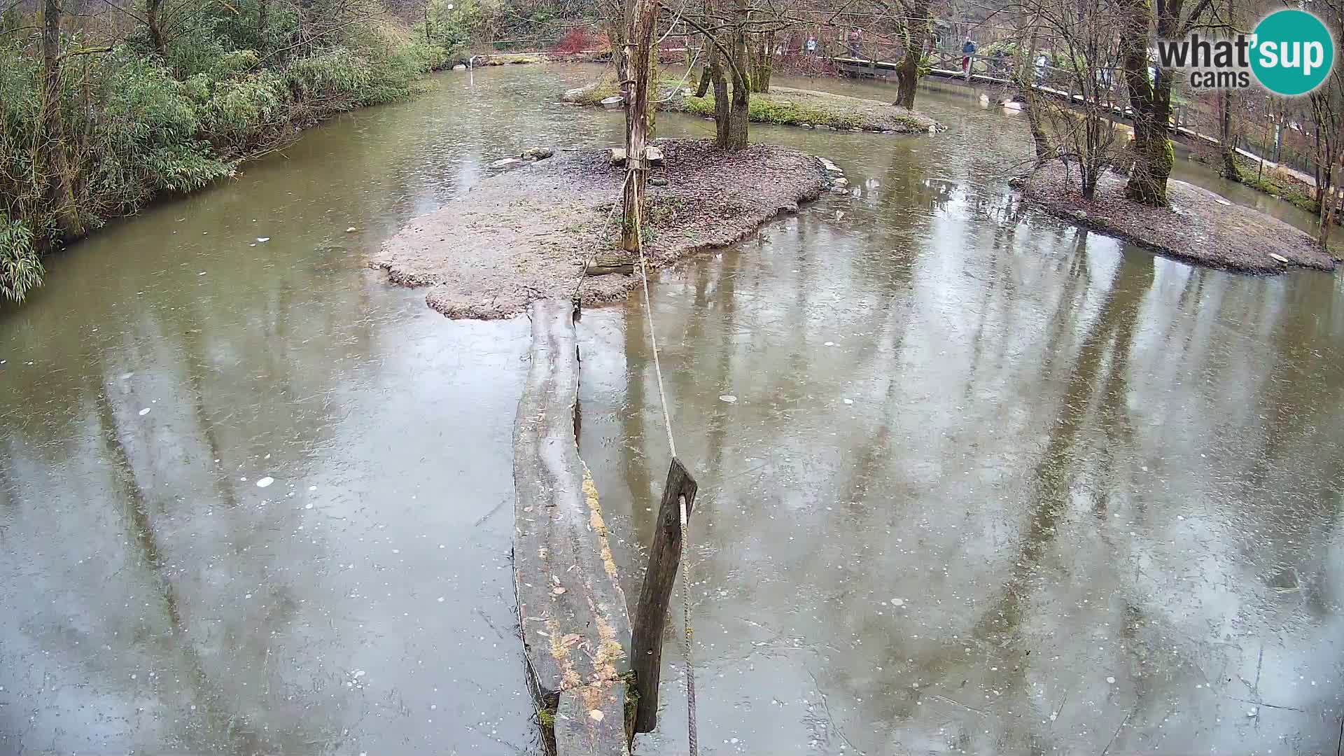 Vari bianconero Zoo Ljubljana webcam