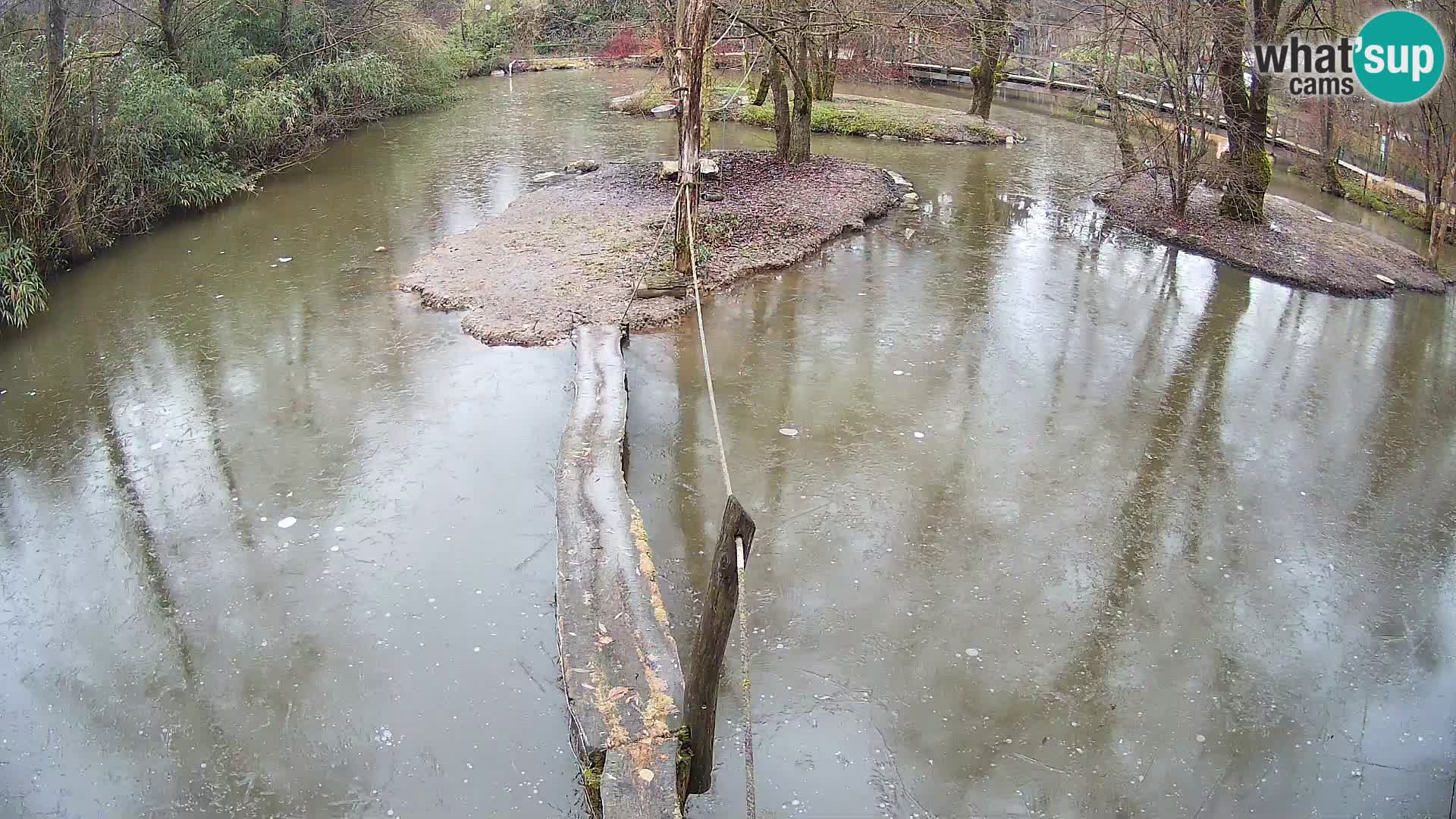 Vari bianconero Zoo Ljubljana webcam