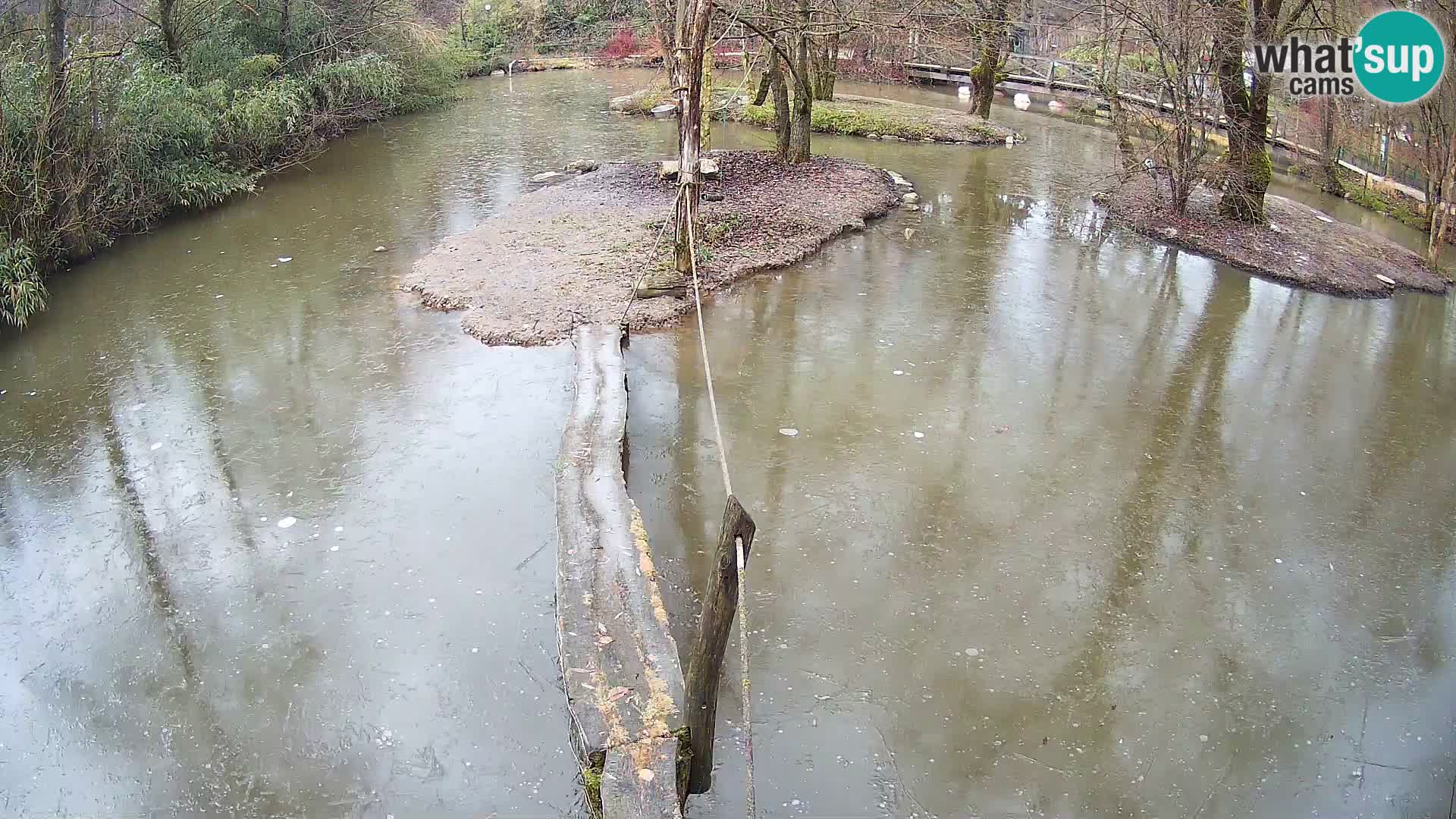 Vari bianconero Zoo Ljubljana webcam