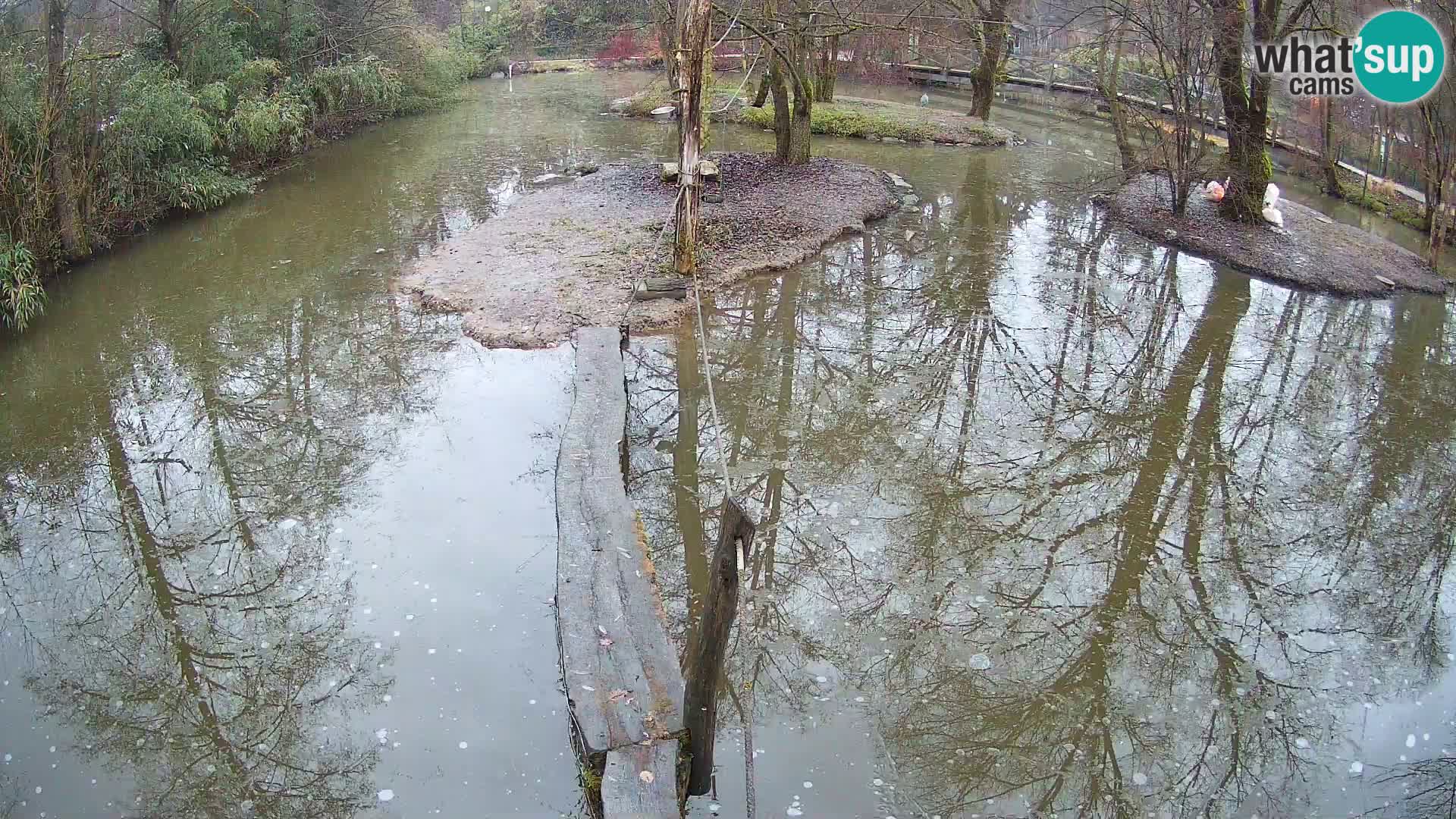 Navadni vari u živo – Ljubljana zoo