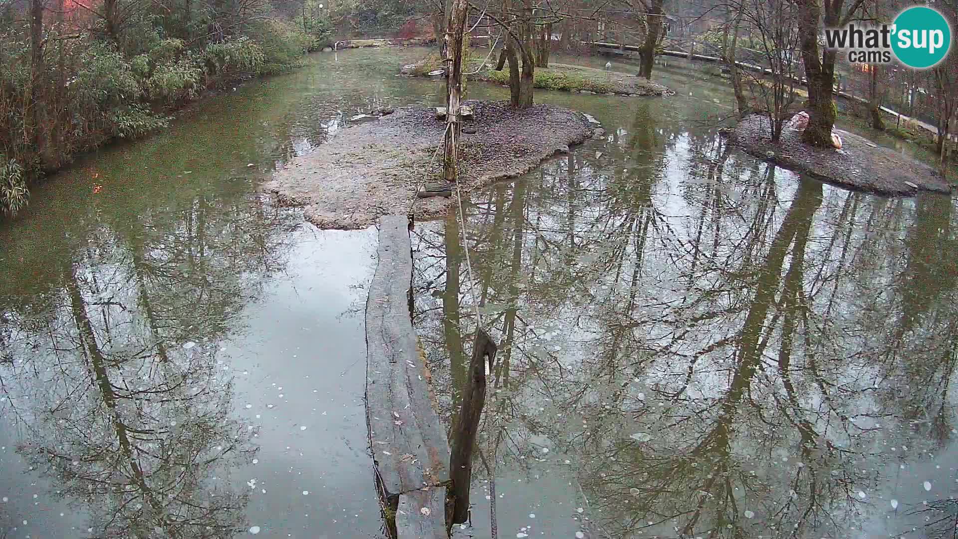 Schwarzweiße Vari Zoo Ljubljana webcam