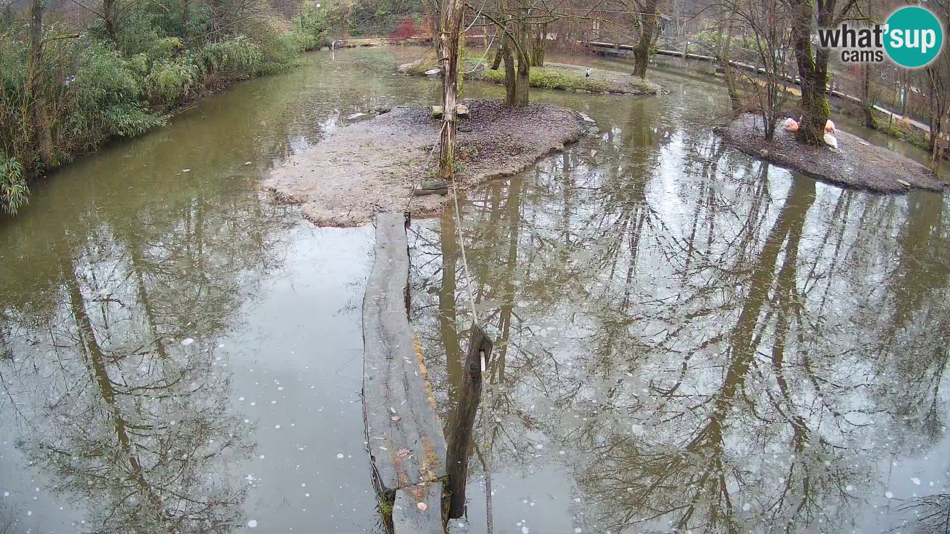 Lémur rufo blanco y negro – Ljubljana Zoo en vivo