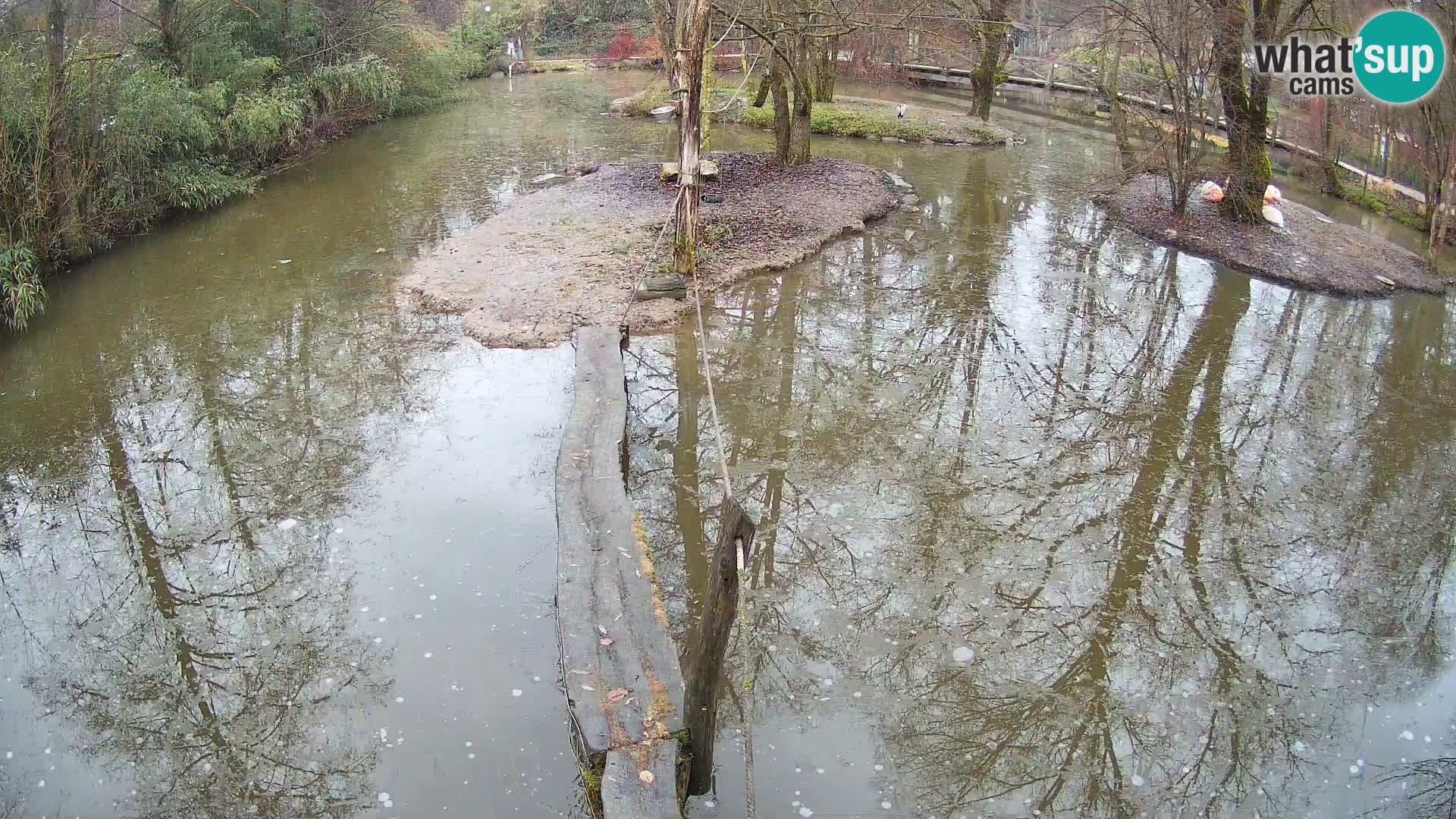 Lémur rufo blanco y negro – Ljubljana Zoo en vivo