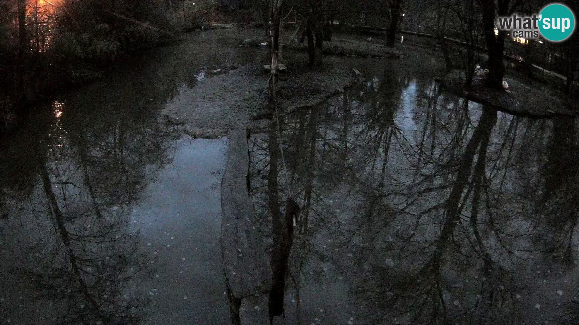 Vari noir et blanc – Ljubljana ZOO  livecam