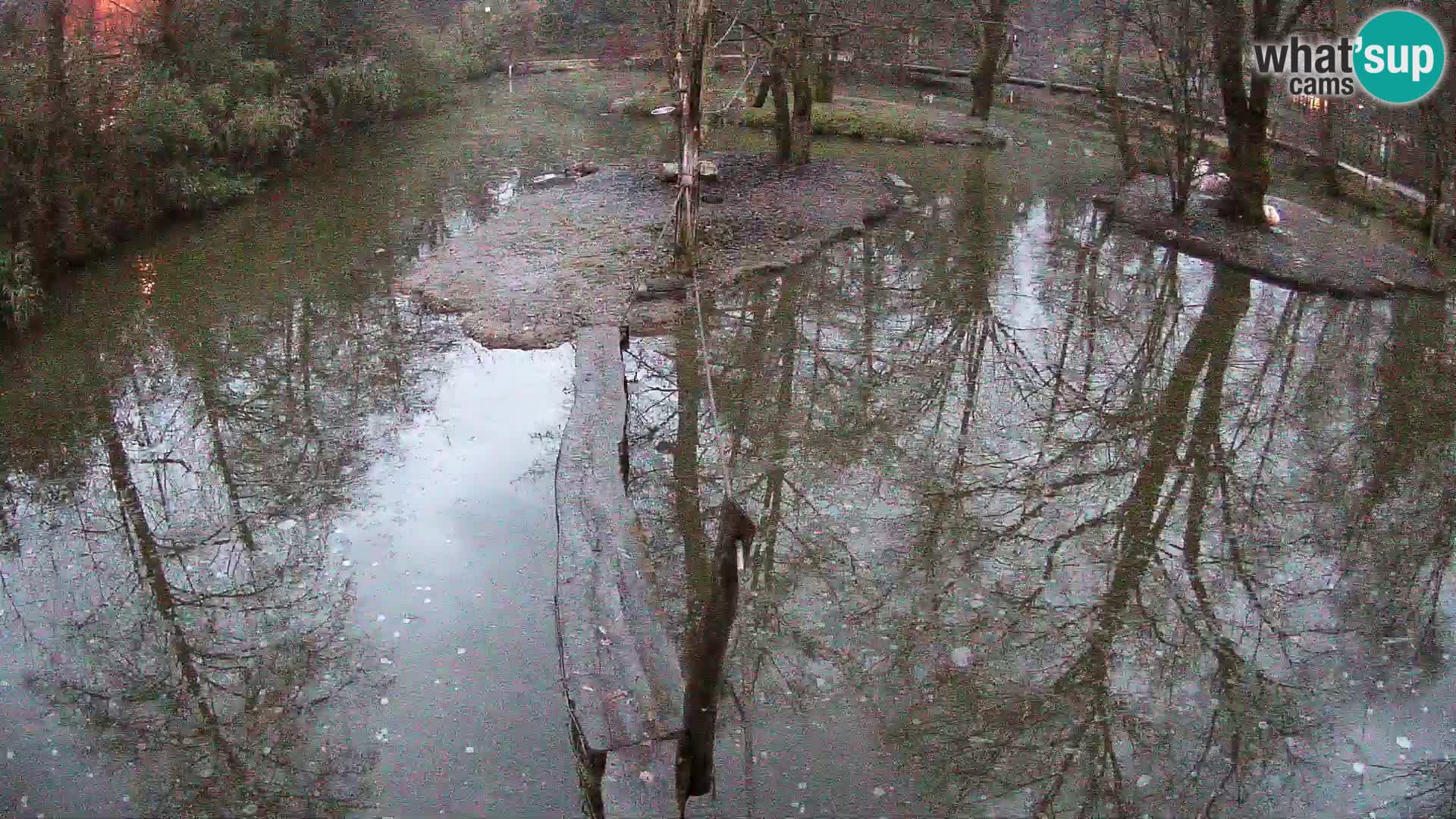 Navadni vari u živo – Ljubljana zoo