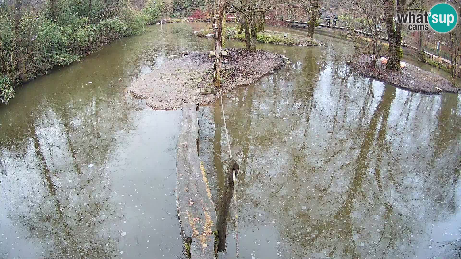 Lémur rufo blanco y negro – Ljubljana Zoo en vivo