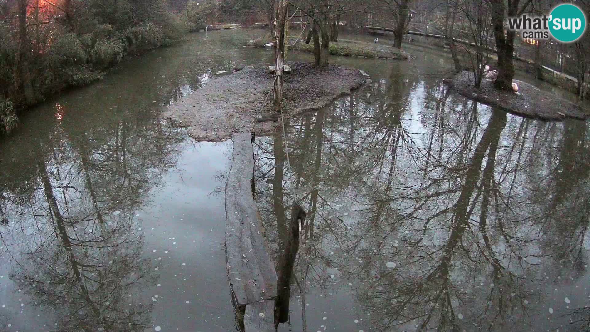 Navadni vari v živo – Ljubljana živalski vrt