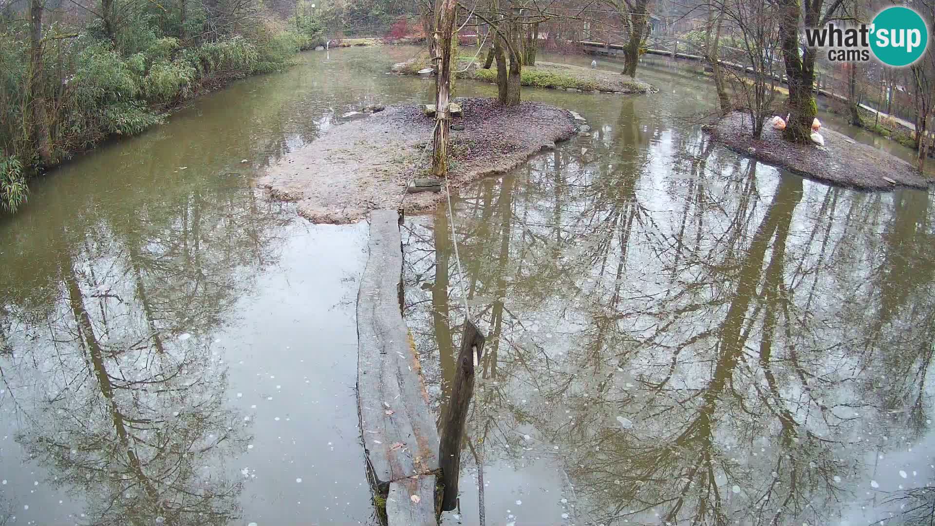 Vari bianconero Zoo Ljubljana webcam