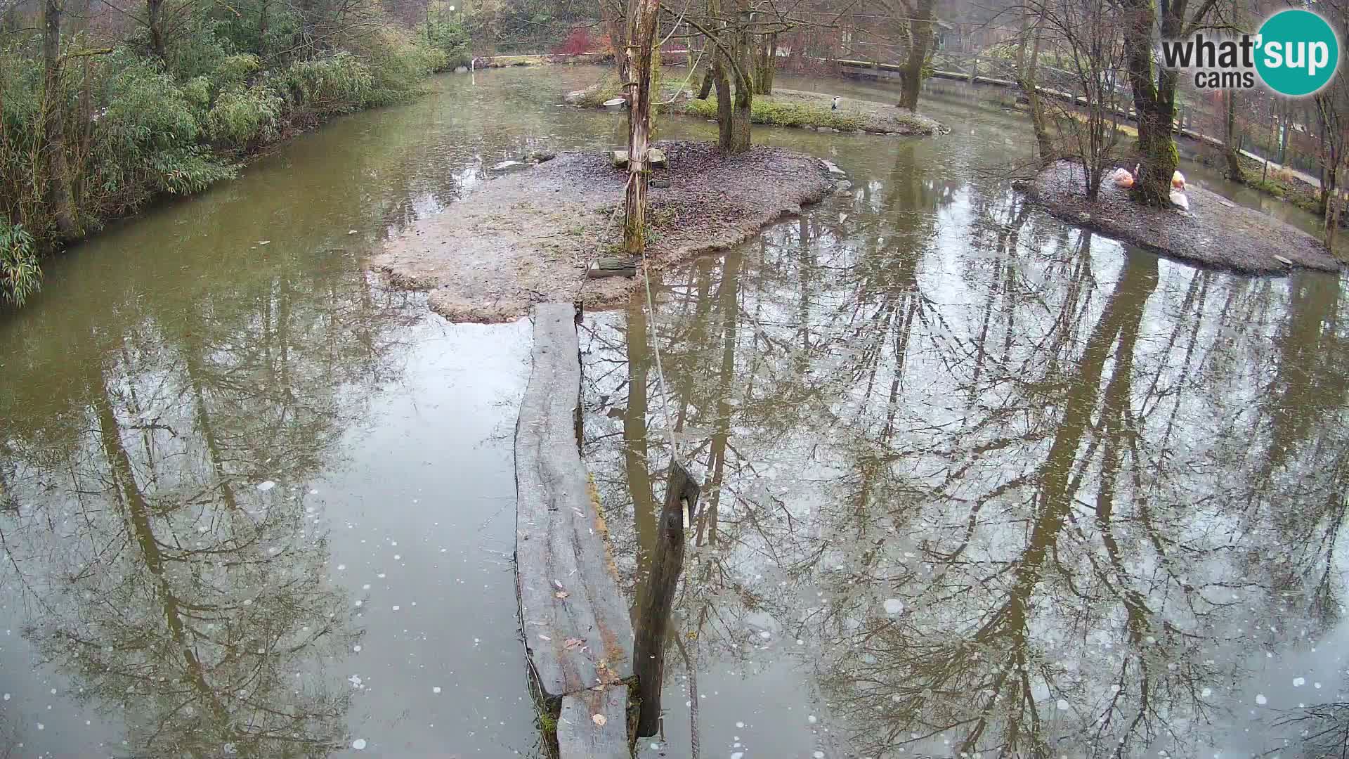 Vari bianconero Zoo Ljubljana webcam