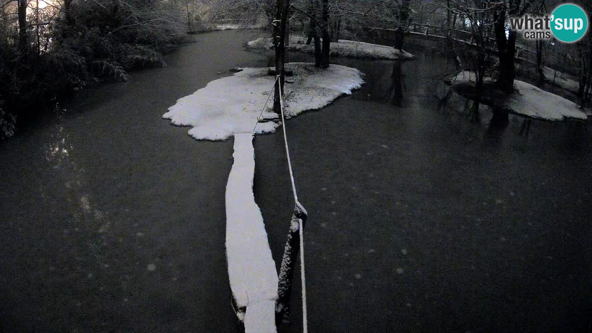 Vari noir et blanc – Ljubljana ZOO  livecam