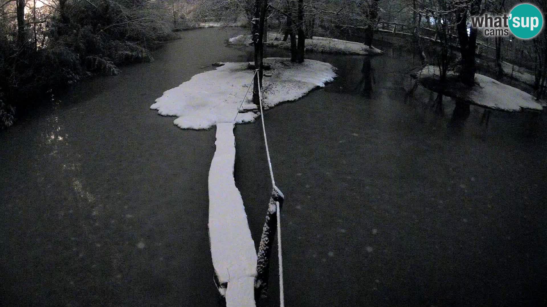 Vari bianconero Zoo Ljubljana webcam