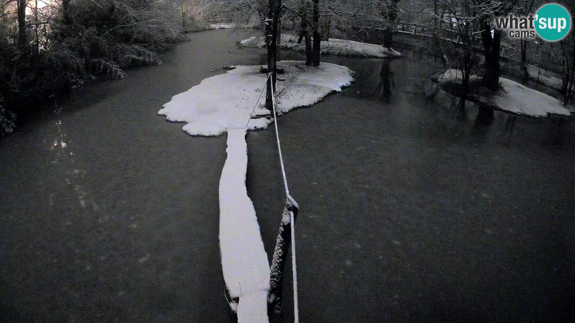 Lémur rufo blanco y negro – Ljubljana Zoo en vivo