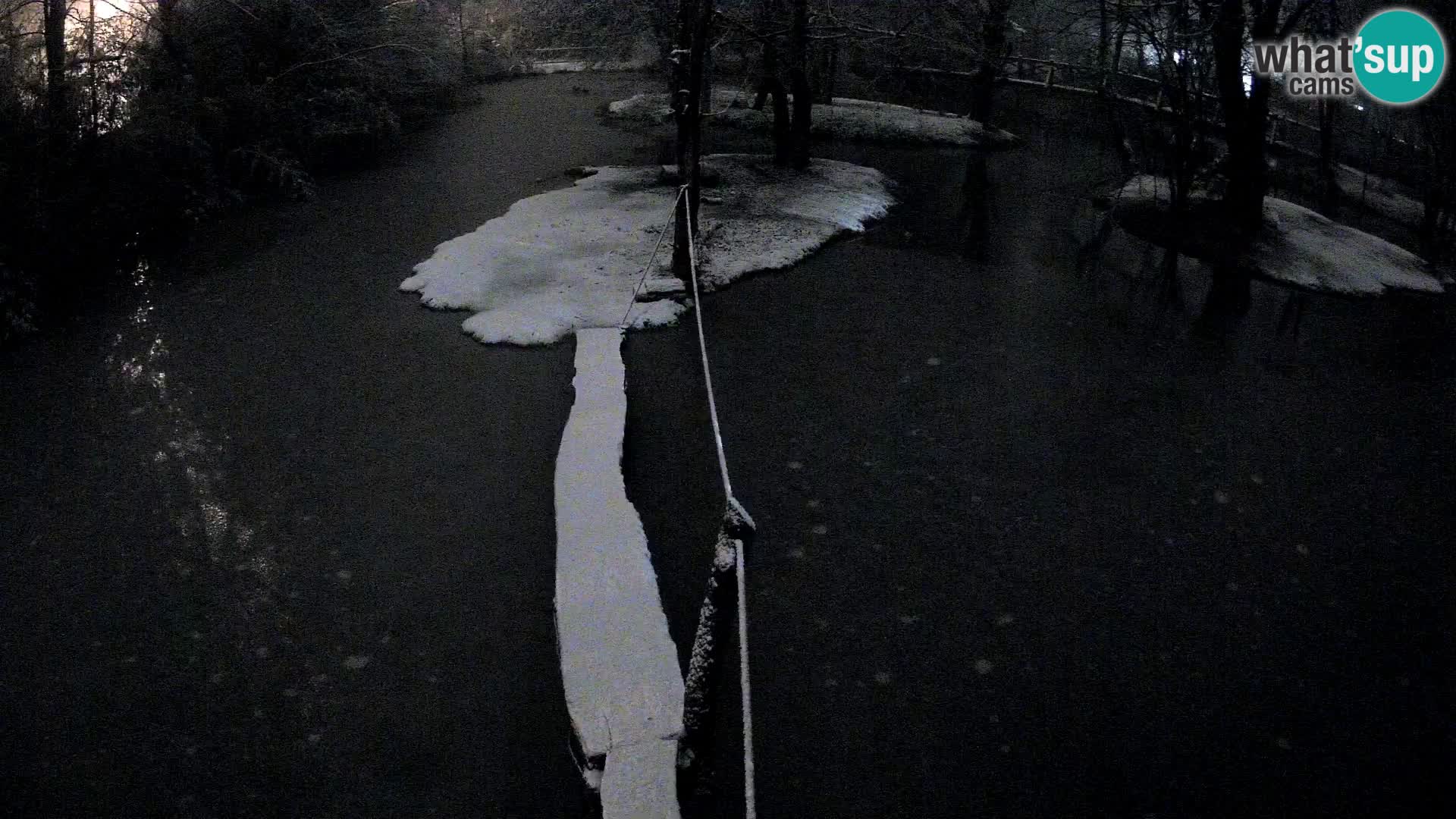 Lémur rufo blanco y negro – Ljubljana Zoo en vivo