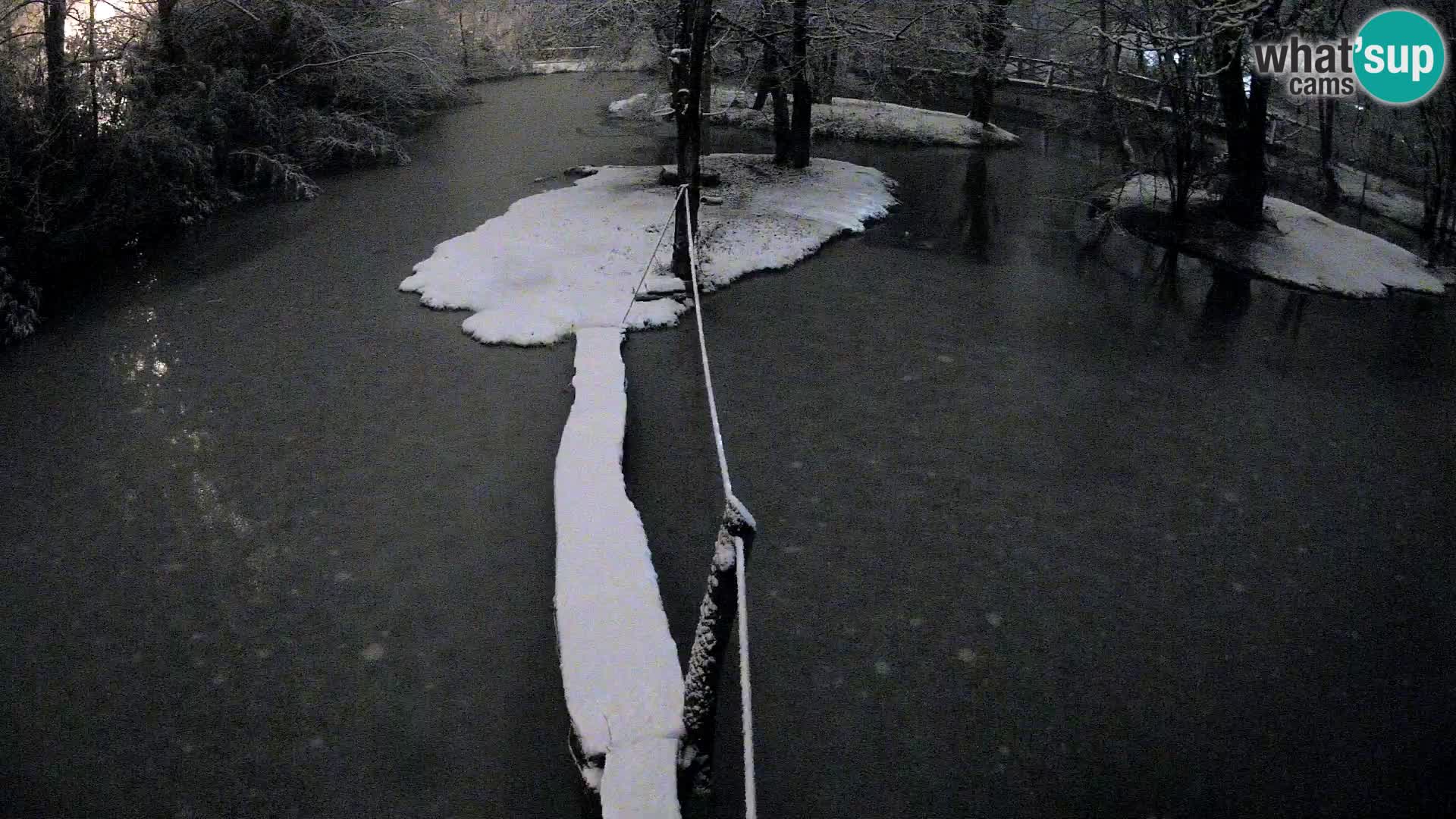 Schwarzweiße Vari Zoo Ljubljana webcam