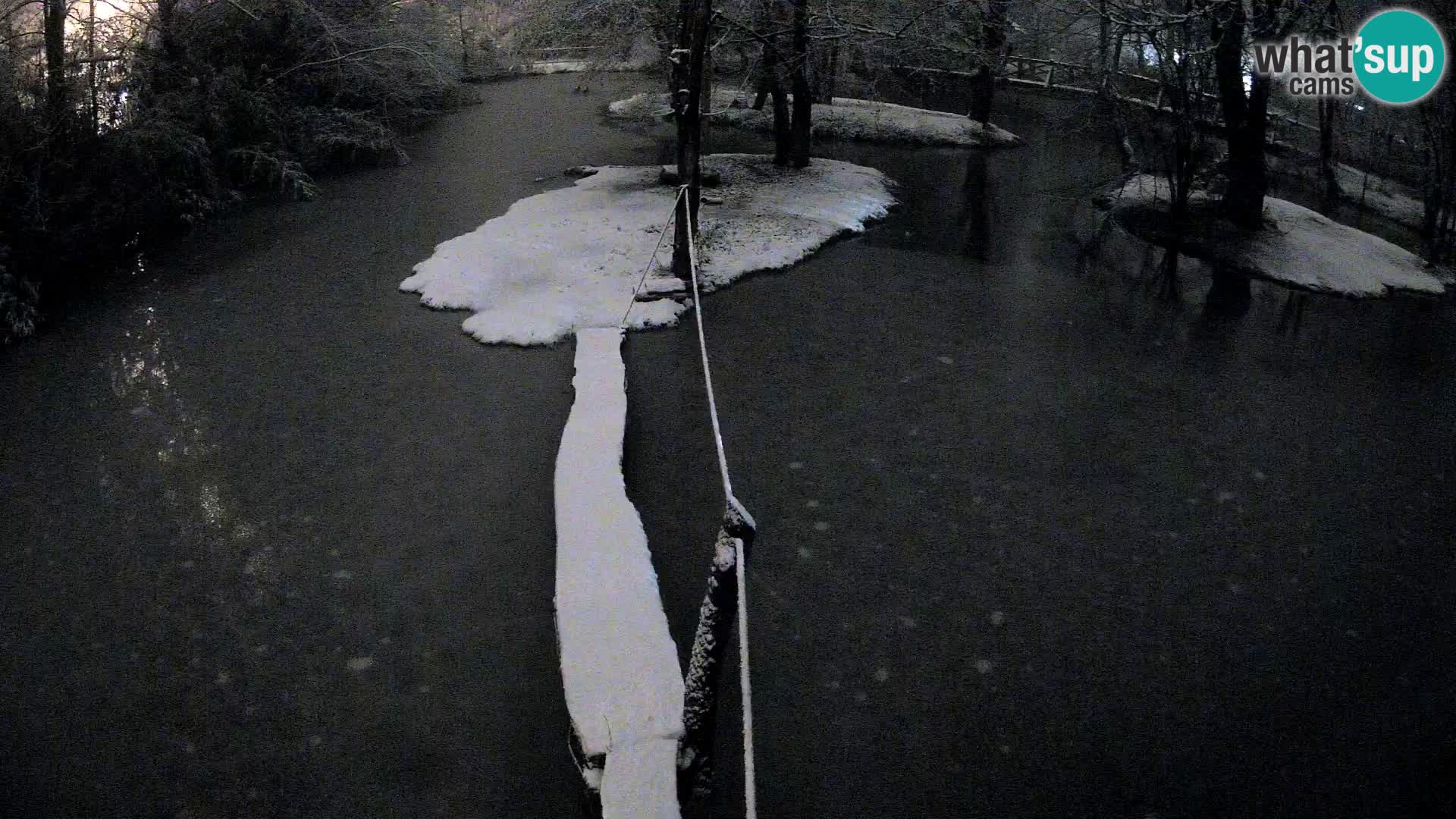 Vari noir et blanc – Ljubljana ZOO  livecam