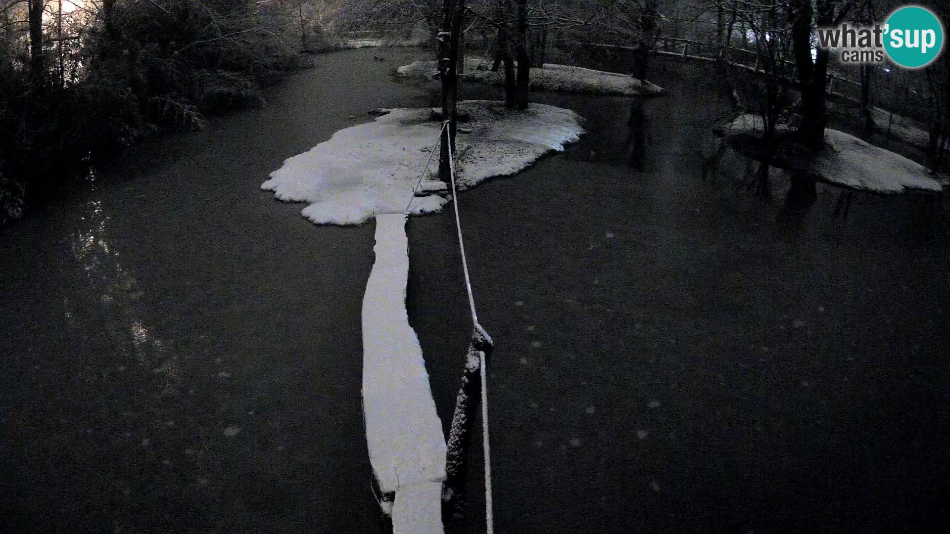 Schwarzweiße Vari Zoo Ljubljana webcam