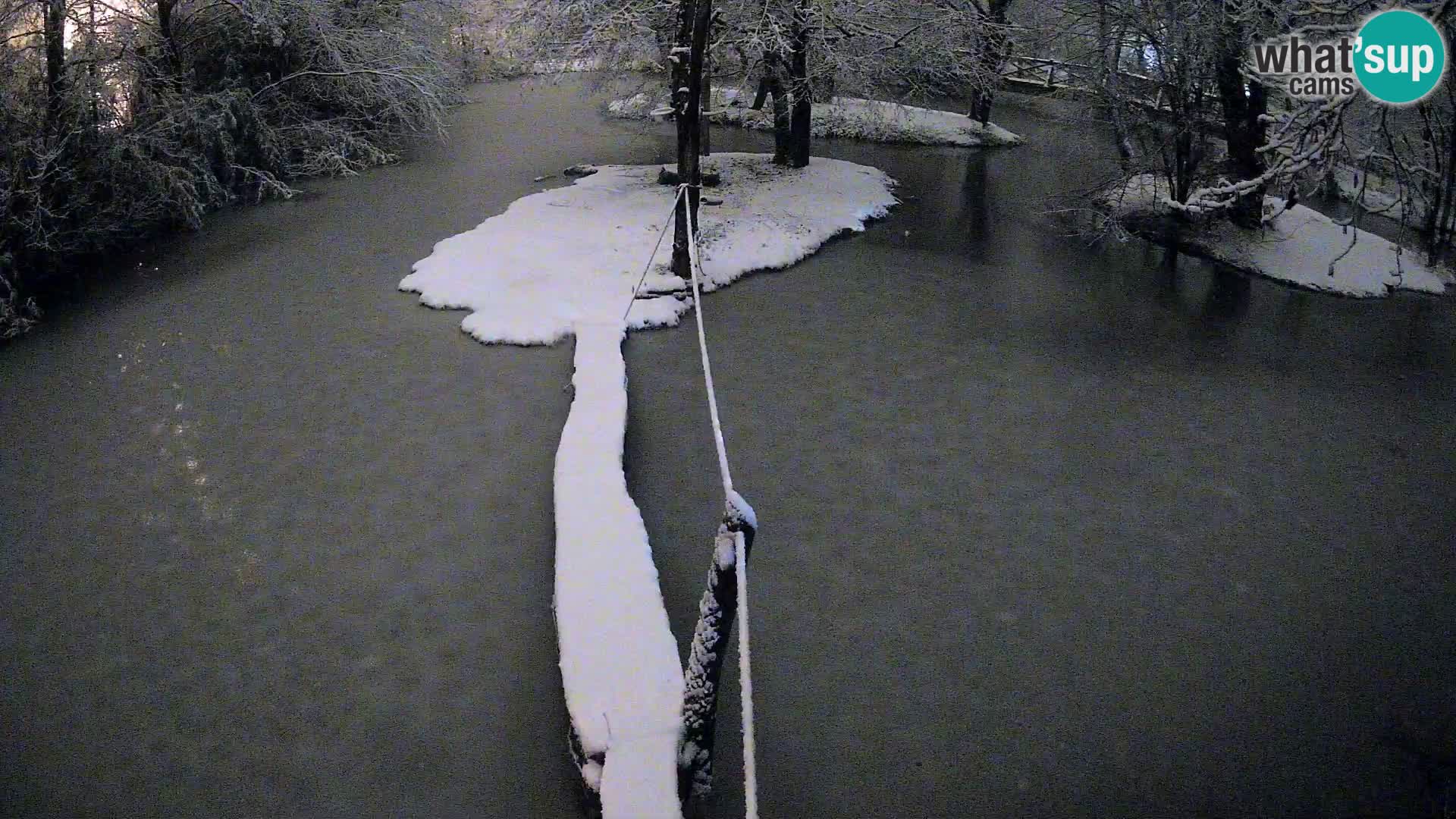 Lémur rufo blanco y negro – Ljubljana Zoo en vivo