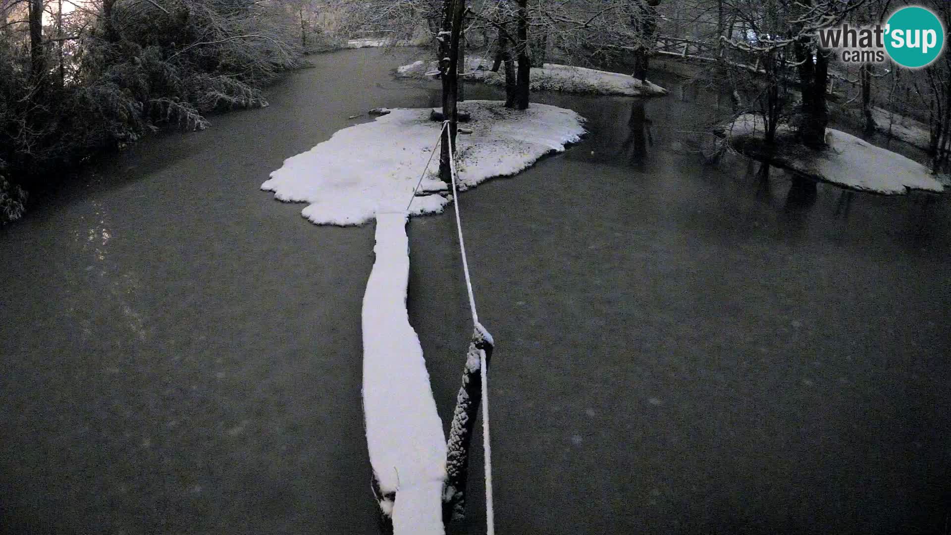 Navadni vari v živo – Ljubljana živalski vrt