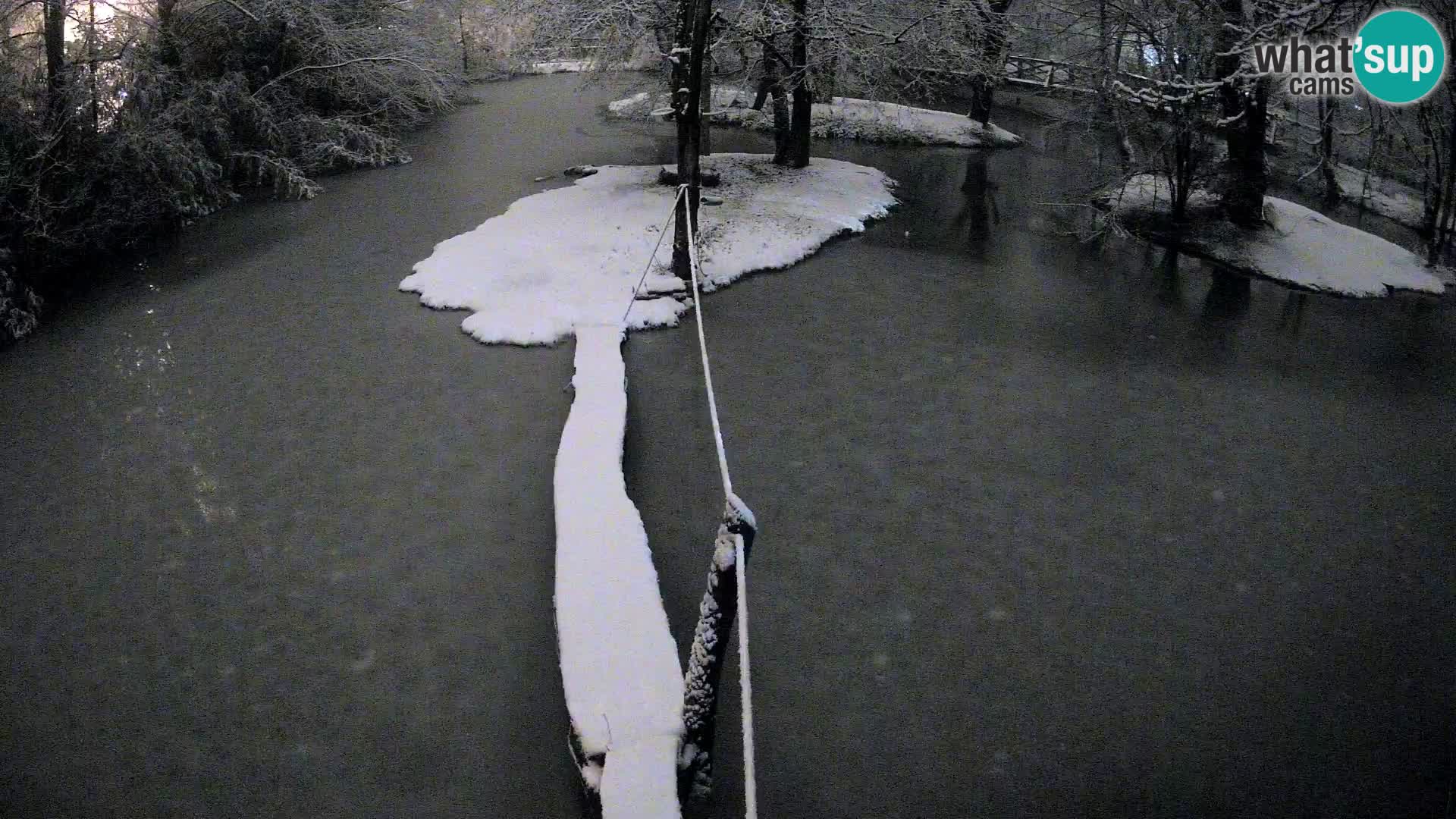 Vari bianconero Zoo Ljubljana webcam