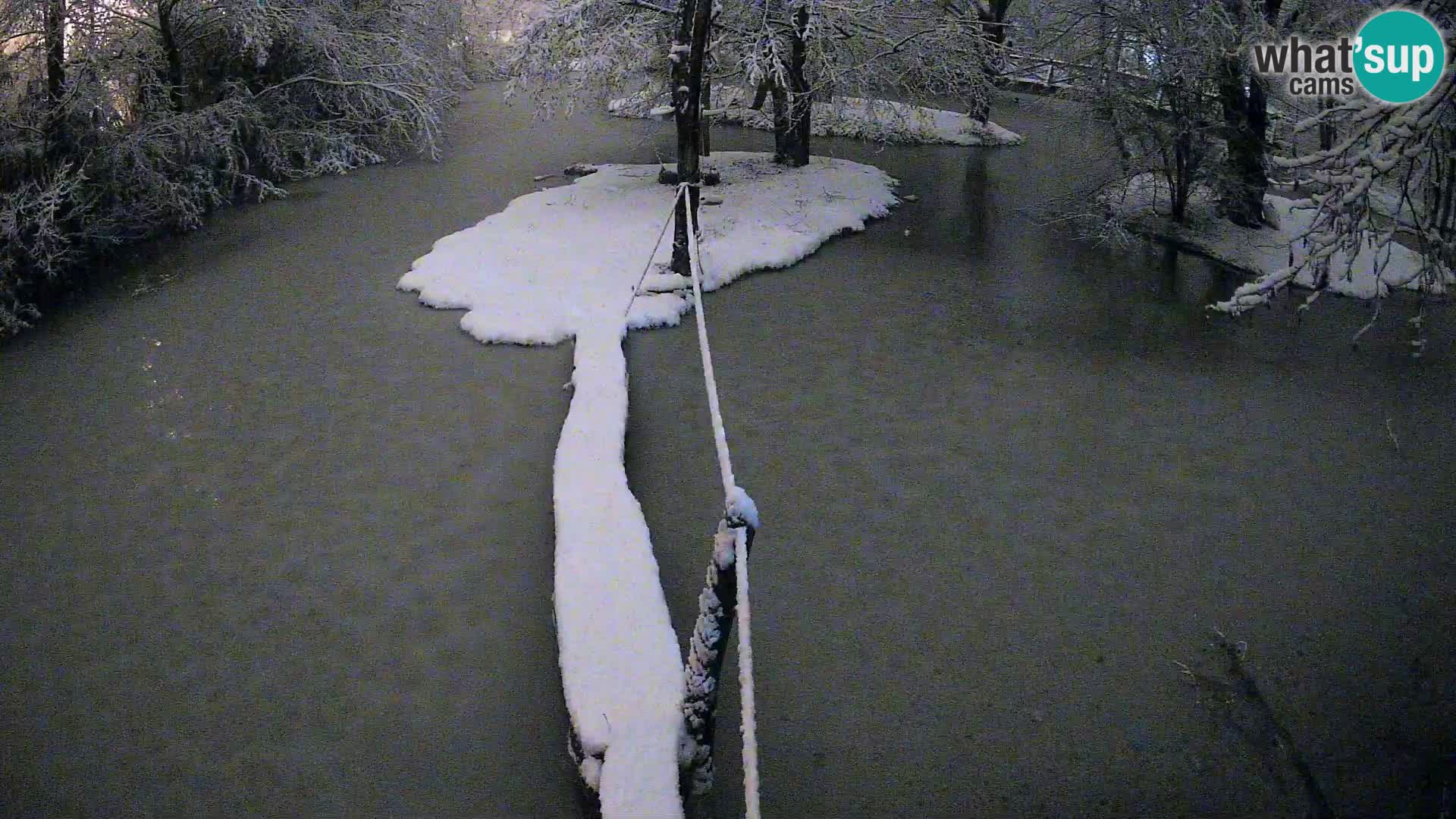 Navadni vari v živo – Ljubljana živalski vrt