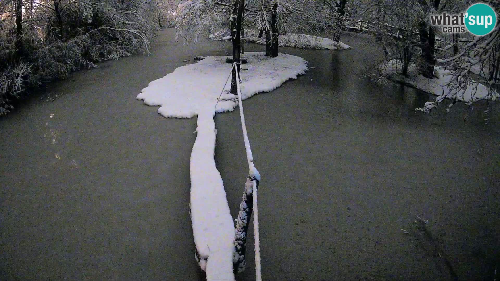 Vari bianconero Zoo Ljubljana webcam